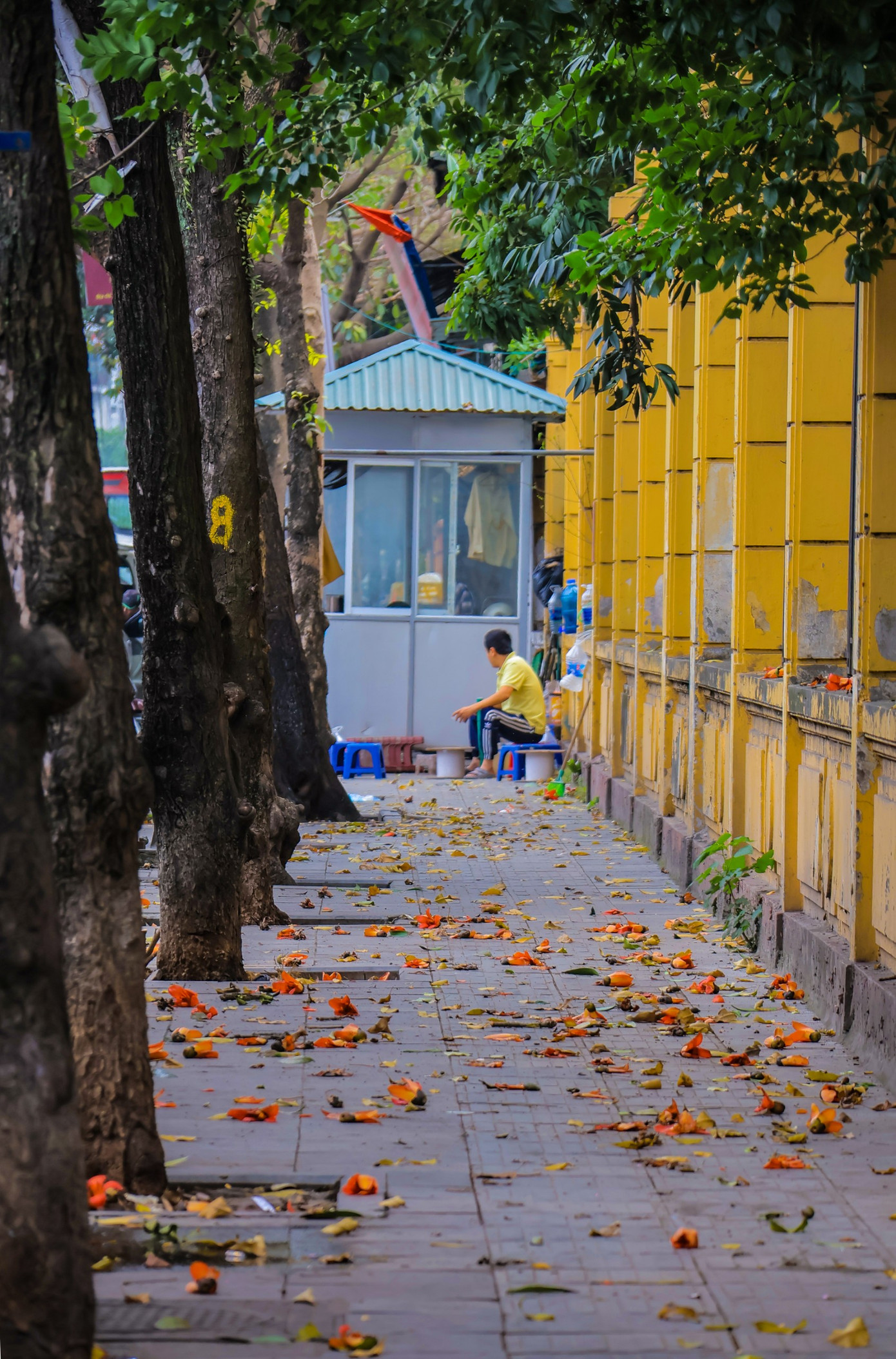 Sắc đỏ của hoa gạo tràn ngập trên con phố của Bảo tàng Lịch sử Việt Nam tạo vẻ đẹp nên thơ, trữ tình.