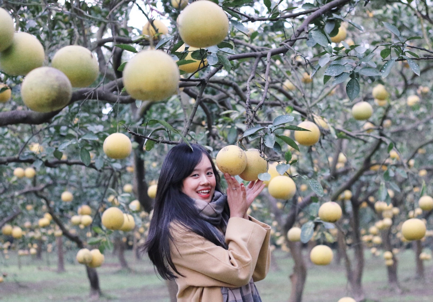 Check-in cánh đồng bưởi đang là từ khoá được giới trẻ truyền tai nhau trên mạng xã hội. Check-in cánh đồng bưởi đang là từ khoá được giới trẻ truyền tai nhau trên mạng xã hội.