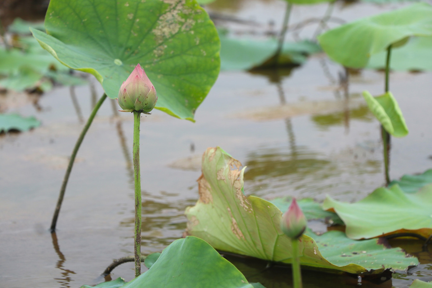Mô hình trồng sen trên vùng trũng thấp, vùng đất lúa kém hiệu quả không chỉ làm đẹp thêm cảnh quan làng quê mà còn góp phần cải thiện sinh kế, tạo nguồn thu nhập cho người nông dân.