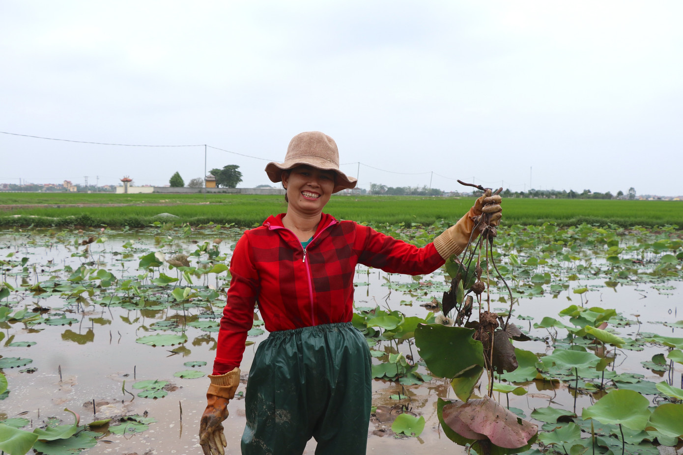 Những năm trở lại đây, xu hướng trồng sen tại nhà đang được ưa chuộng nên những nhà vườn như gia đình chị Dung thường "hái ra tiền" nhờ việc bán giống sen dù chưa tới chính vụ hoa.