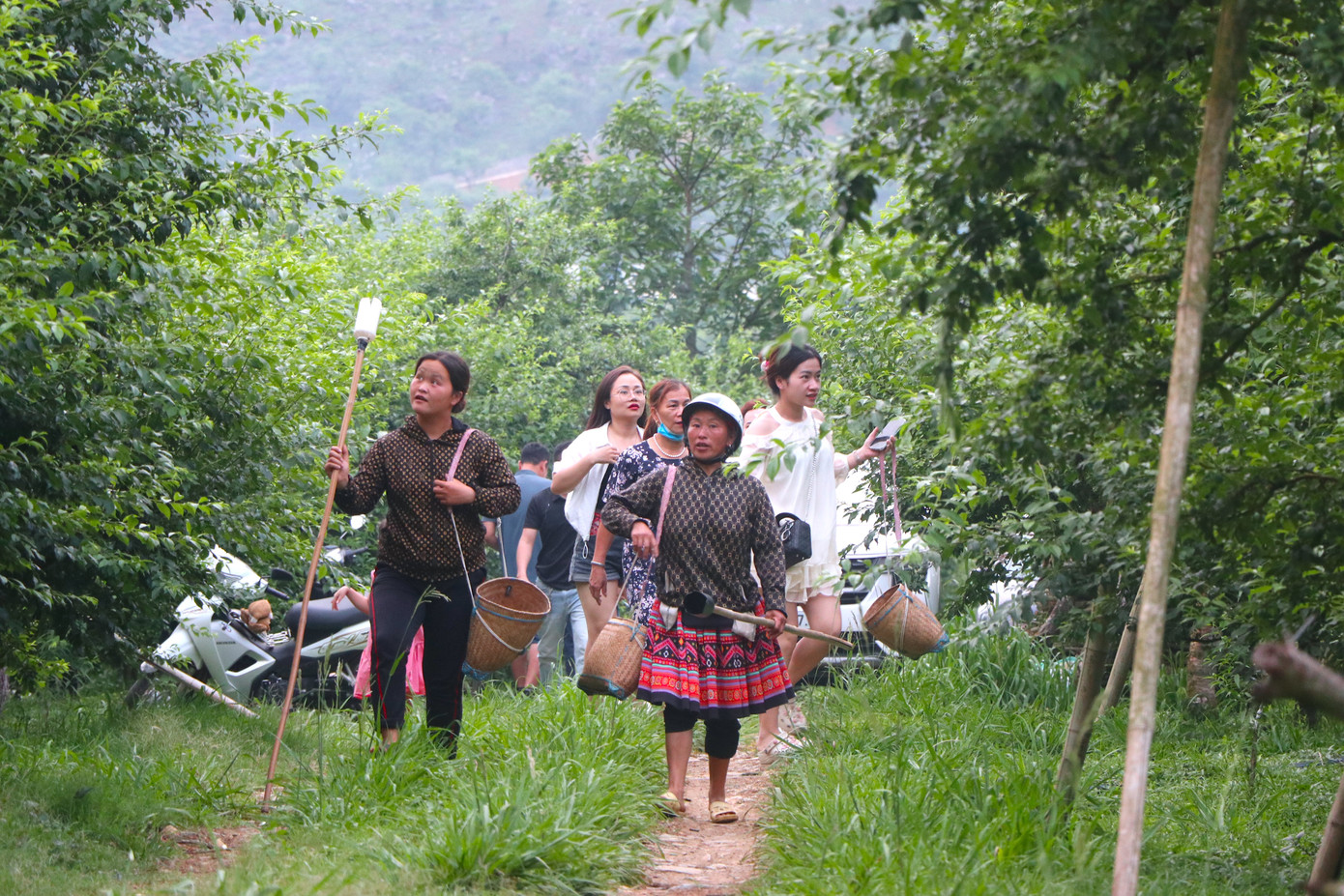 Cách trung tâm thành phố Hà Nội khoảng 200 km, Mộc Châu (Sơn La) những ngày đầu tháng 5 trở thành điểm đến “trốn” nóng được nhiều du khách yêu thích.