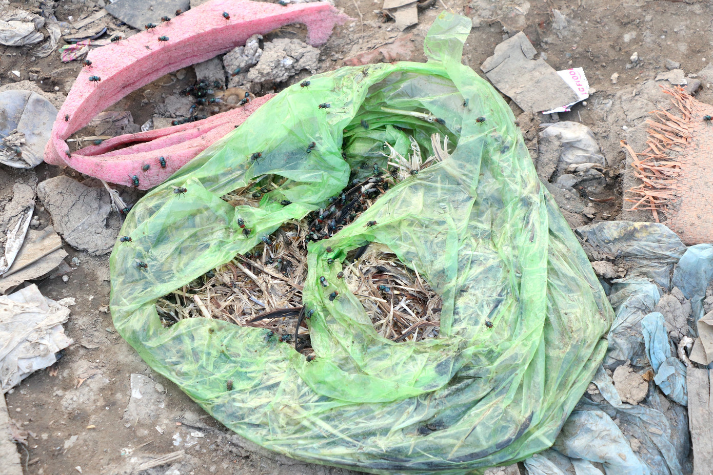 Ruồi nhặng, những dòng nước rỉ rác với đủ loại hóa chất độc hại ngày đêm đang thấm vào những thửa ruộng liền kề.