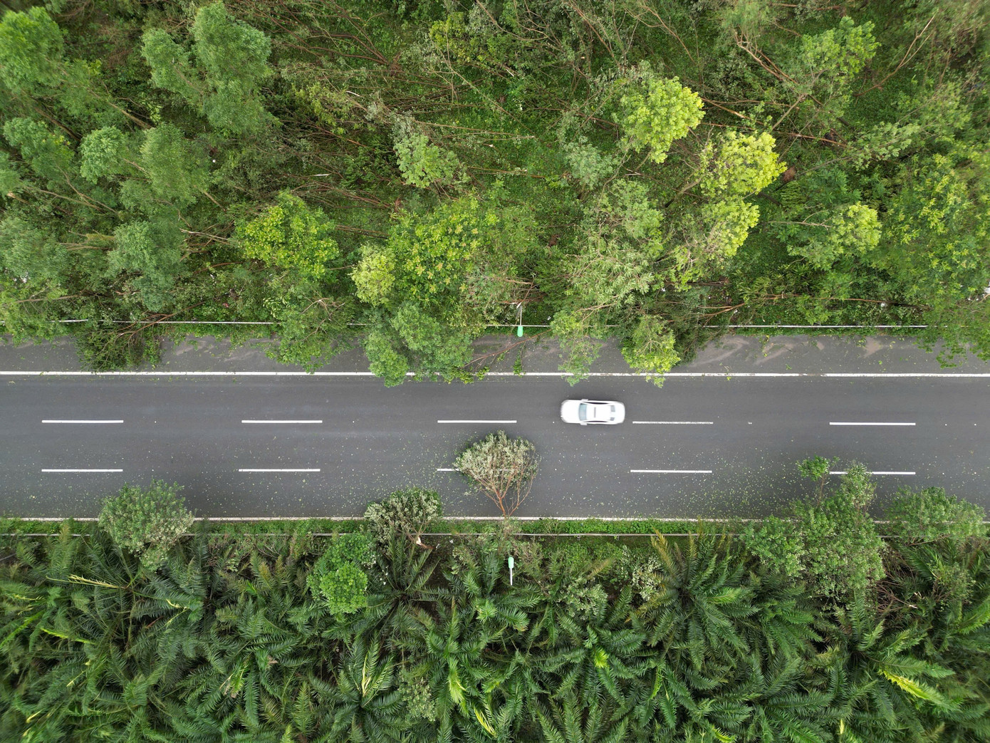 Đây là tuyến đường cao tốc cho phép tốc độ tối đa lên đến 100km/h nên việc cây cối gãy đổ ra mặt đường ảnh hưởng lớn tới di chuyển và an toàn cho các phương tiện.