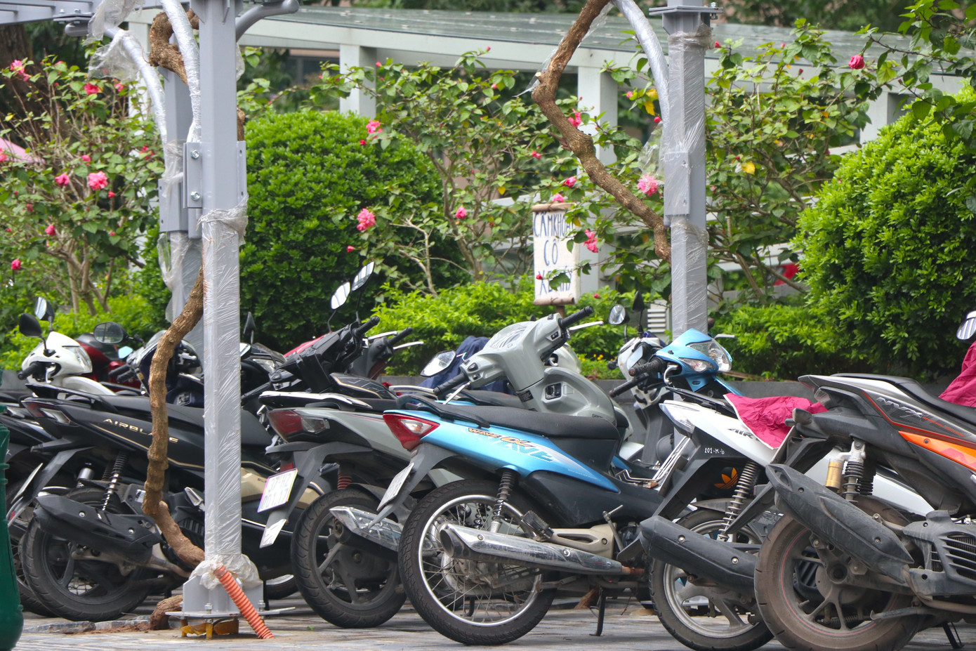 Những hàng xe xếp chật dưới giàn hoa chưa kịp bén rễ.