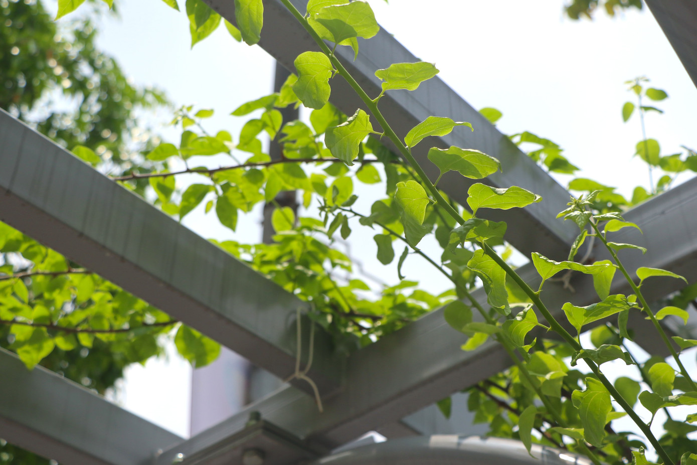 Những hàng hoa giấy chạy dọc tuyến đường được cải tạo với mục đích tạo cảnh quan xanh đô thị, phục vụ người đi bộ.