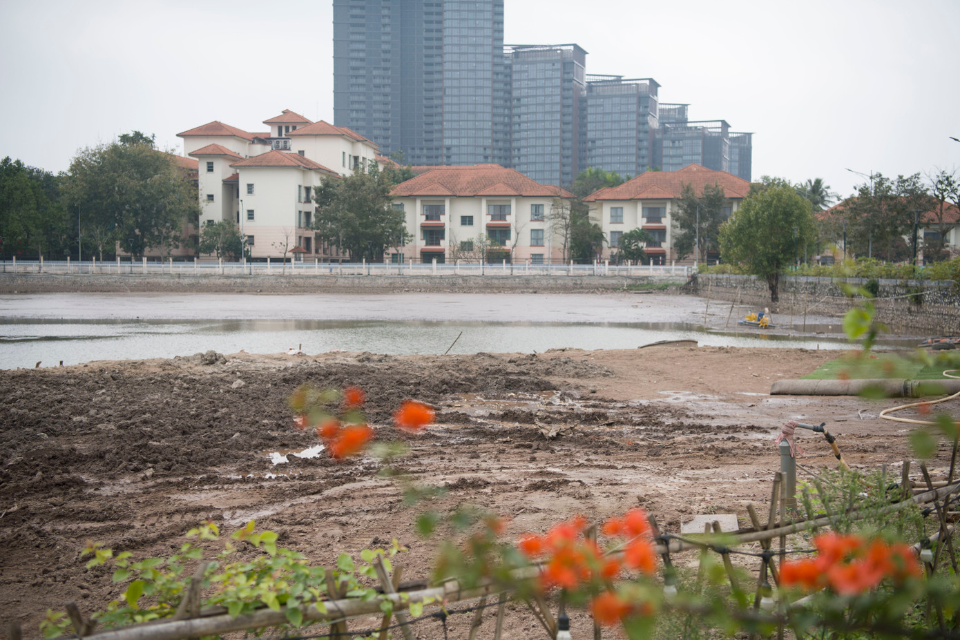 Để kịp vụ sen tháng 6, UBND quận Tây Hồ đã phối hợp với Viện Nghiên cứu rau quả và Trung tâm Khuyến nông TP Hà Nội thực hiện song song việc hút nước hồ Đầu Đồng, rắc vôi khử khuẩn làm sạch nước hồ. Ngày 3/3, các đơn vị tiến hành hút nước để làm sạch nước hồ Đầu Đồng.