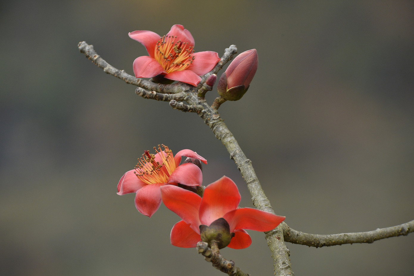 Hoa gạo có cánh đơn, với 5 cánh lớn, dày và có điểm đặc trưng không mọc sát nhau nhưng lại bung nở cùng thời điểm.