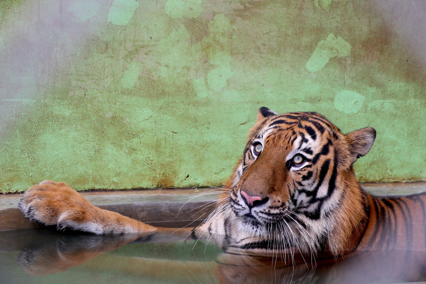 Chị Lê Thu Hà - Bác sĩ thú y tổ chăn nuôi thú dữ xí nghiệp chăn nuôi và phát triển động vật số 1 tại vườn thú Hà Nội cho biết: "Những cá thể hổ chuyển từ Nghệ An về, khi được chúng tôi tiếp nhận có tình trạng sức khoẻ rất kém. Vì người ta nuôi trái phép nên các chế độ ăn uống và phòng bệnh không hiệu quả. Chúng tôi phải xây dựng lại khẩu phần thức ăn, công tác phòng bệnh nhằm cải thiện dần dần sức khỏe của chúng như cho ra sân bãi để vận động, ăn uống theo chế độ dinh dưỡng hợp lý và kết hợp bổ sung thêm một số thuốc bổ để tăng sức đề kháng."