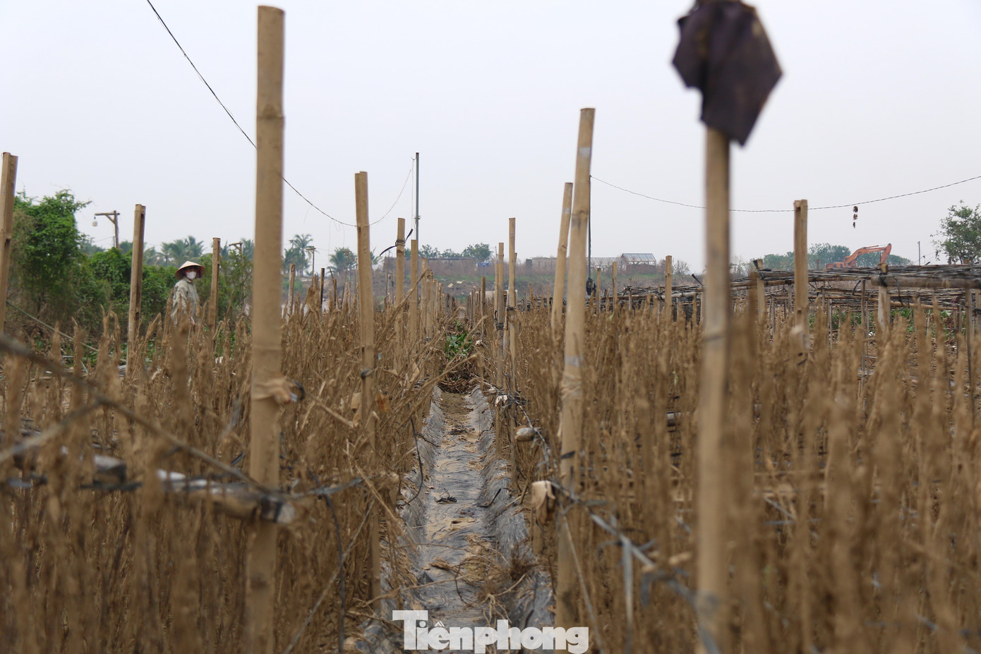 Để có được hoa sớm, các chủ vườn đã phải xử lý, thắp điện để thúc cây ra nụ. Để có được hoa sớm, các chủ vườn đã phải xử lý, thắp điện để thúc cây ra nụ.