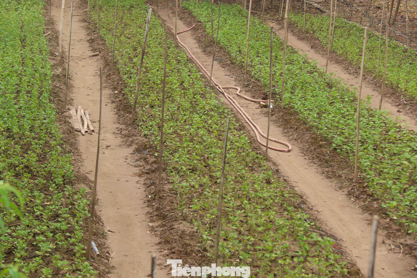 Nhiều hộ gia đình nhanh chóng gieo trồng cúc kim cương, cúc cam... để kịp cho vụ Tết Nguyên đán năm nay. Nhiều hộ gia đình nhanh chóng gieo trồng cúc kim cương, cúc cam... để kịp cho vụ Tết Nguyên đán năm nay.