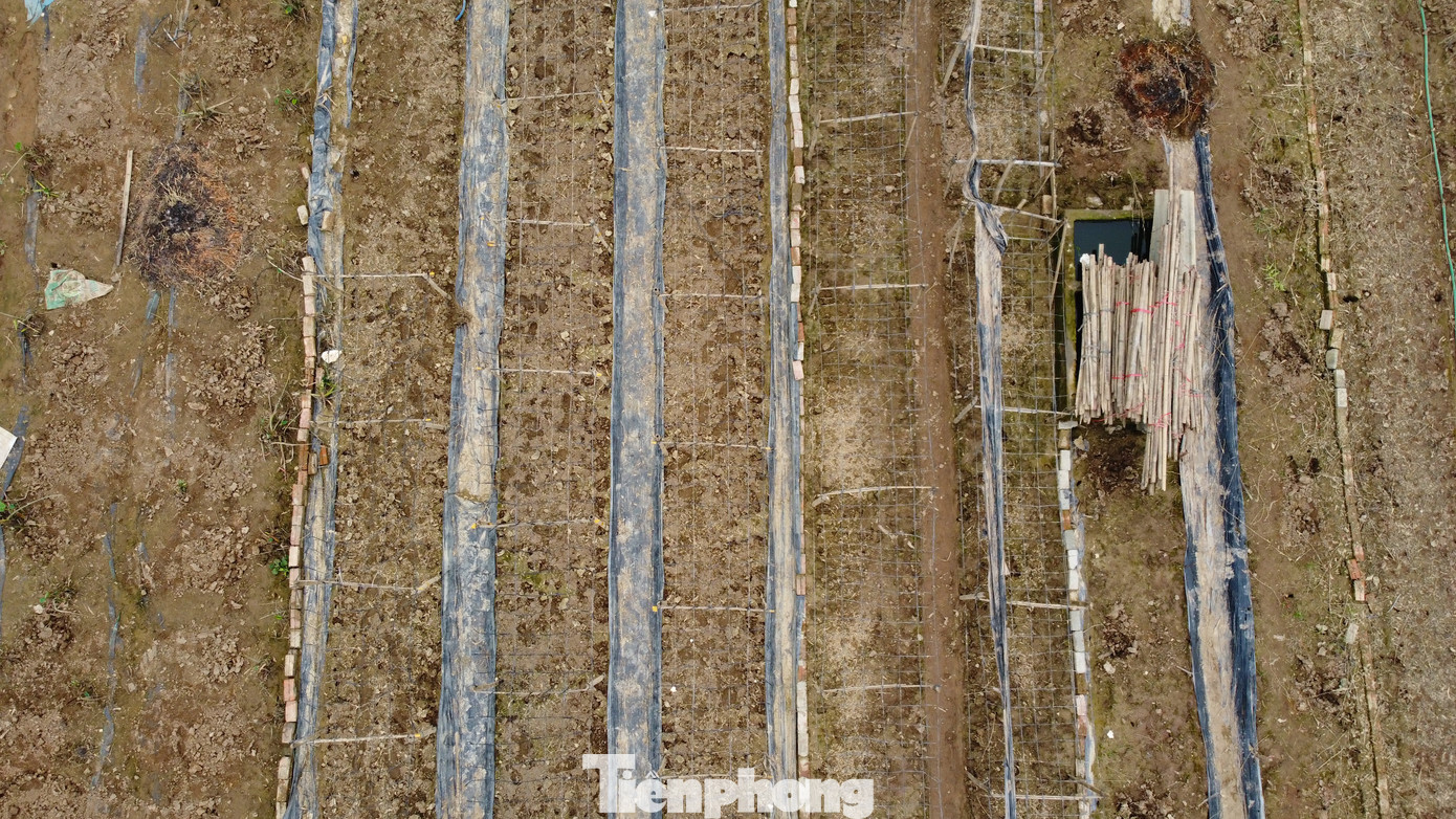 Thiên tai gây ra những tổn thất lớn cho nhiều hộ gia đình trồng hoa tại Tây Tựu.