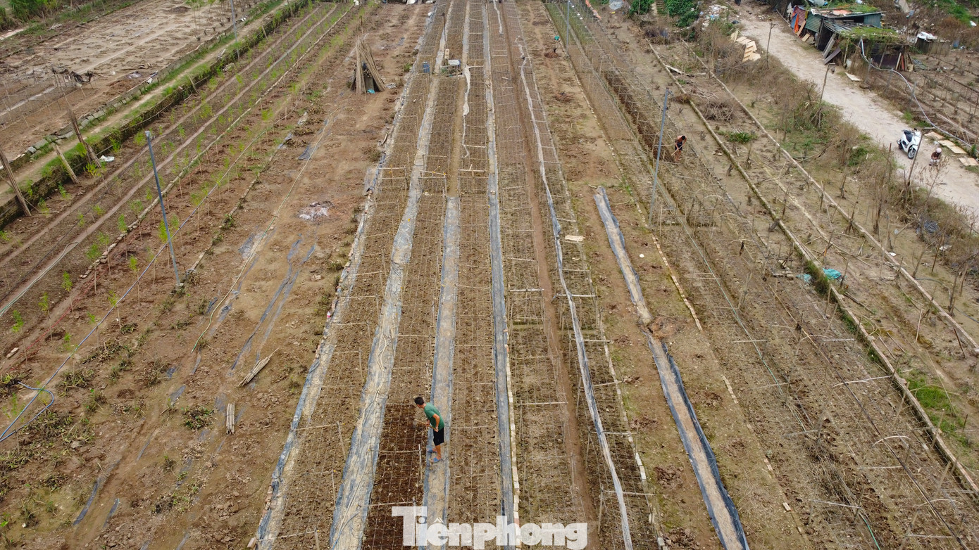Những cánh đồng cúc hoạ mi bị "xoá sổ" sau mưa lũ. Những cánh đồng cúc hoạ mi bị "xoá sổ" sau mưa lũ.