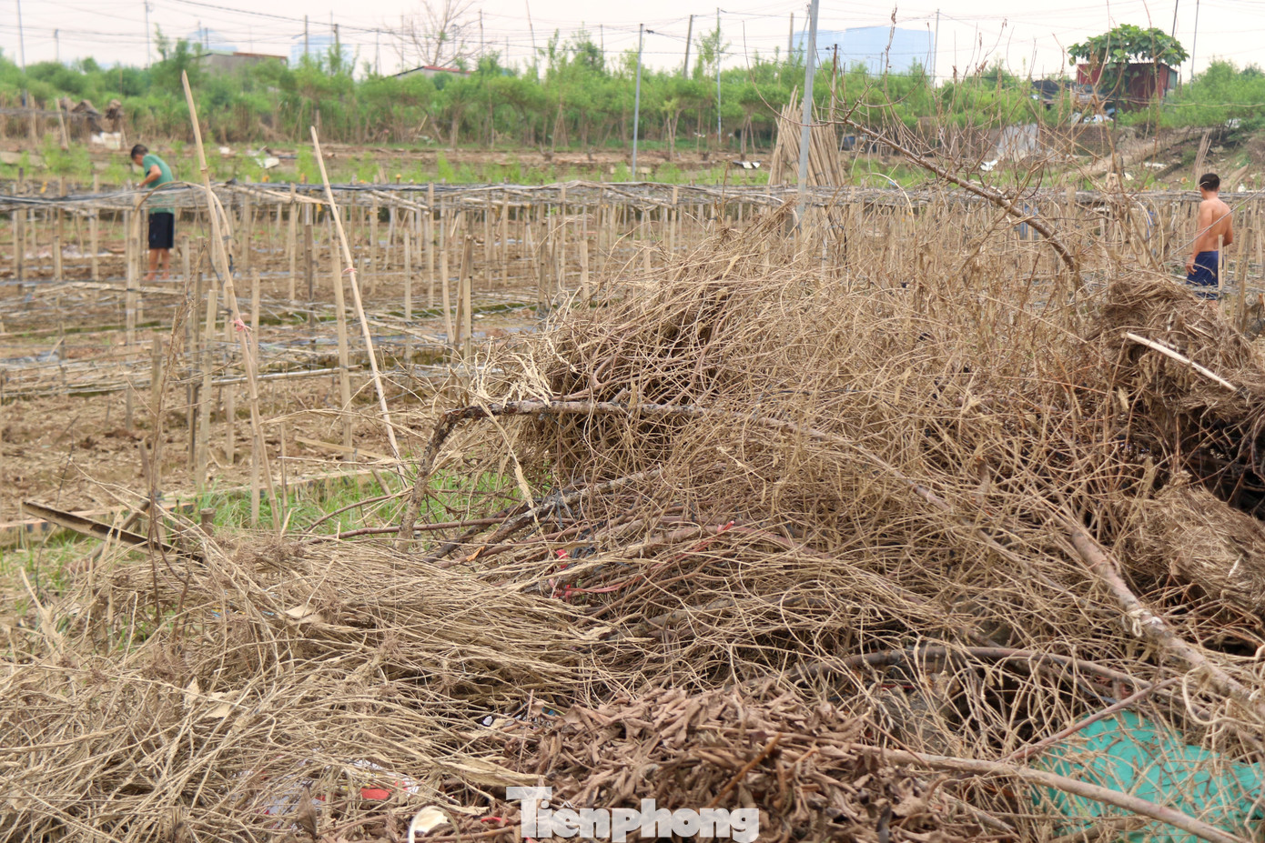 Hàng chục ha ruộng cúc sớm đã bị nhấn chìm trong nước khiến nhiều nông dân rơi vào tình cảnh khó khăn, mất trắng nguồn thu nhập quan trọng. Hàng chục ha ruộng cúc sớm đã bị nhấn chìm trong nước khiến nhiều nông dân rơi vào tình cảnh khó khăn, mất trắng nguồn thu nhập quan trọng.
