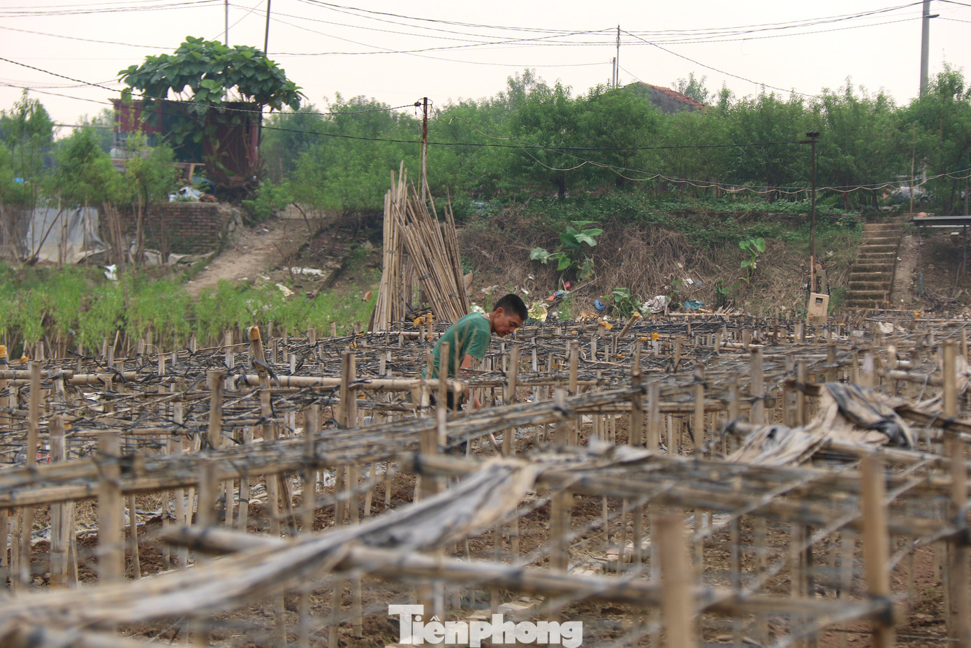 Hơn 30 năm trồng hoa, đây là lần đầu tiên Ông Long (ngõ 264 đường Âu Cơ) chứng kiến cảnh người dân điêu đứng vì lũ. Ông Long bộc bạch: "Gia đình tôi năm nay trồng 7 sào cúc hoạ mi, cây bắt đầu ra nụ với kỳ vọng được mùa hoa, được giá mà sau một trận lũ không còn lại gì. Làm giàn cho hoa mà giàn còn, hoa mất. Giờ đa số các hộ dân ở đây đều phải nhổ bỏ gốc hỏng và chuẩn bị trồng loại hoa khác". Hơn 30 năm trồng hoa, đây là lần đầu tiên Ông Long (ngõ 264 đường Âu Cơ) chứng kiến cảnh người dân điêu đứng vì lũ. Ông Long bộc bạch: "Gia đình tôi năm nay trồng 7 sào cúc hoạ mi, cây bắt đầu ra nụ với kỳ vọng được mùa hoa, được giá mà sau một trận lũ không còn lại gì. Làm giàn cho hoa mà giàn còn, hoa mất. Giờ đa số các hộ dân ở đây đều phải nhổ bỏ gốc hỏng và chuẩn bị trồng loại hoa khác".