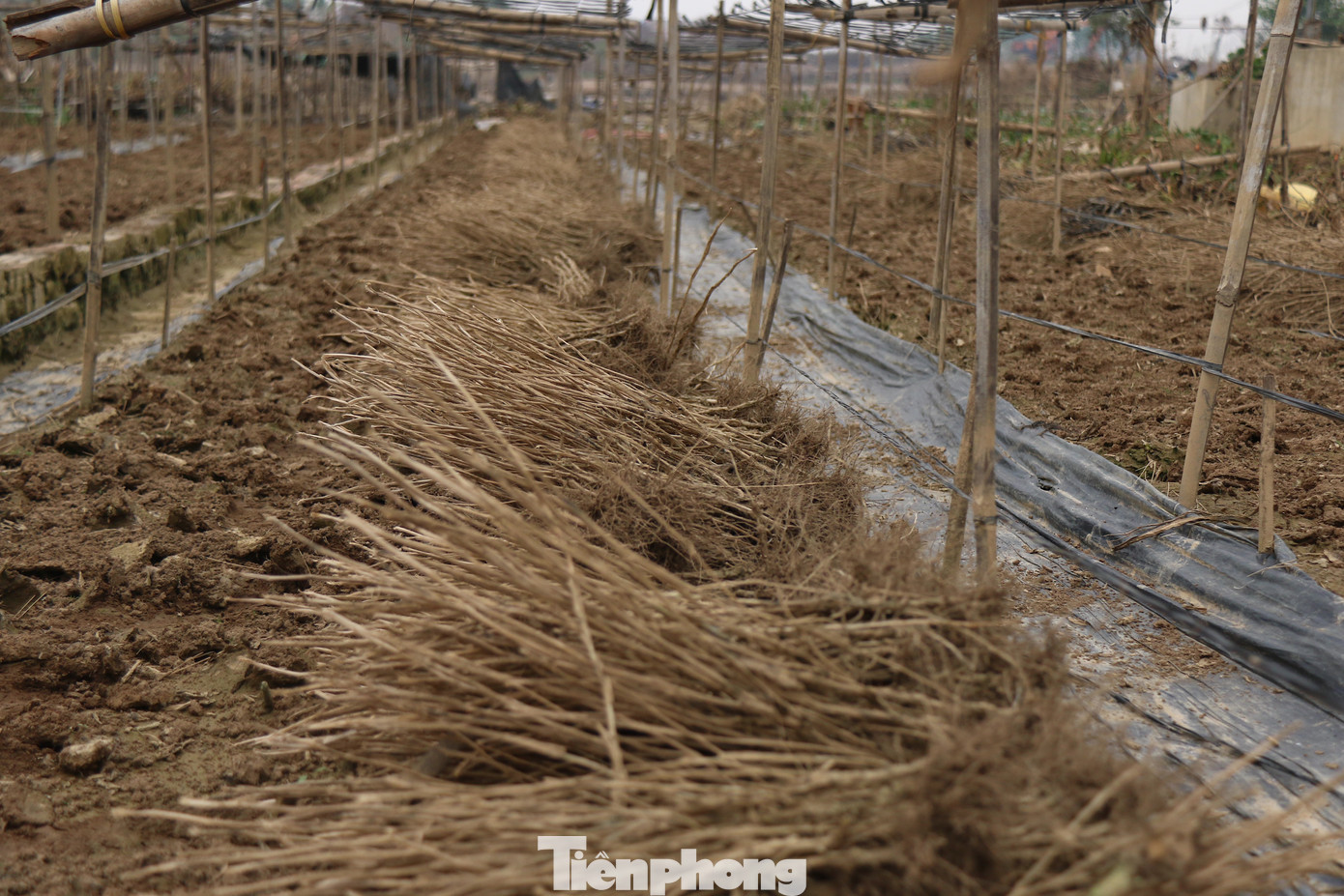 Những luống hoa cúc họa mi trồng từ tháng 5 âm lịch, còn hơn 1 tháng nữa vào vụ thu hoạch nhưng vẫn ngập trong nước, thân cây chết ngả màu đen và bám đầy bùn đất. Những luống hoa cúc họa mi trồng từ tháng 5 âm lịch, còn hơn 1 tháng nữa vào vụ thu hoạch nhưng vẫn ngập trong nước, thân cây chết ngả màu đen và bám đầy bùn đất.