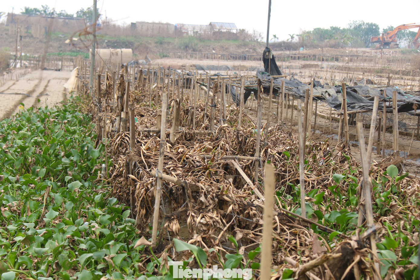 Bèo dạt vào bờ sau trận lũ "úm" chặt ruộng hoa của người dân. Bèo dạt vào bờ sau trận lũ "úm" chặt ruộng hoa của người dân.