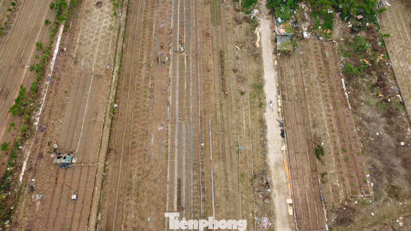 Sau gần 2 tuần bãi bồi chìm trong dòng nước lũ, lũ sông Hồng rút đã để lại hàng chục nghìn gốc cúc hoạ mi ở phường Nhật Tân phơi mình héo úa. Sau gần 2 tuần bãi bồi chìm trong dòng nước lũ, lũ sông Hồng rút đã để lại hàng chục nghìn gốc cúc hoạ mi ở phường Nhật Tân phơi mình héo úa.