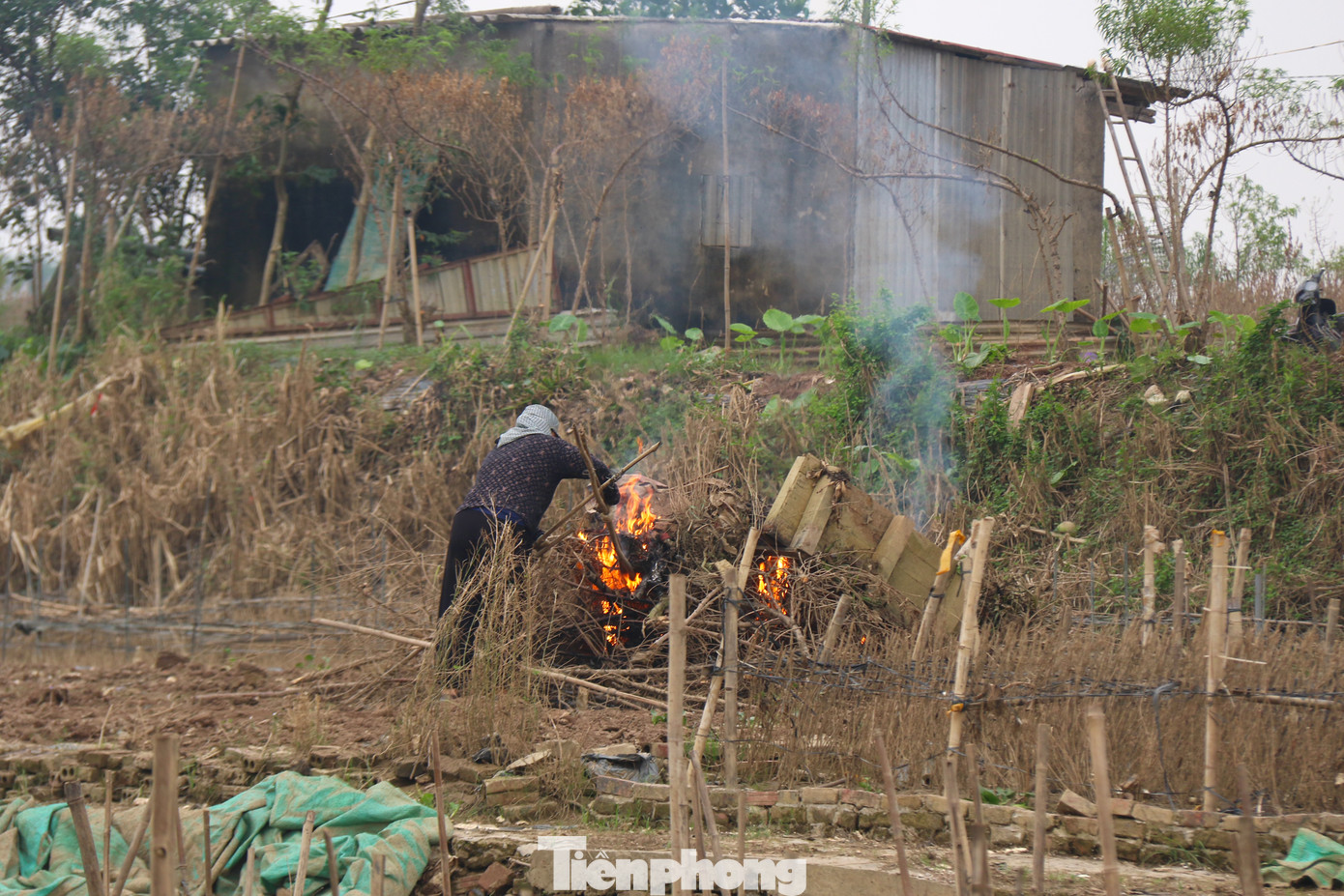 Người dân thu dọn, đốt hàng nghìn gốc hoa sắp vào vụ thu hoạch trong tiếc nuối. Người dân thu dọn, đốt hàng nghìn gốc hoa sắp vào vụ thu hoạch trong tiếc nuối.