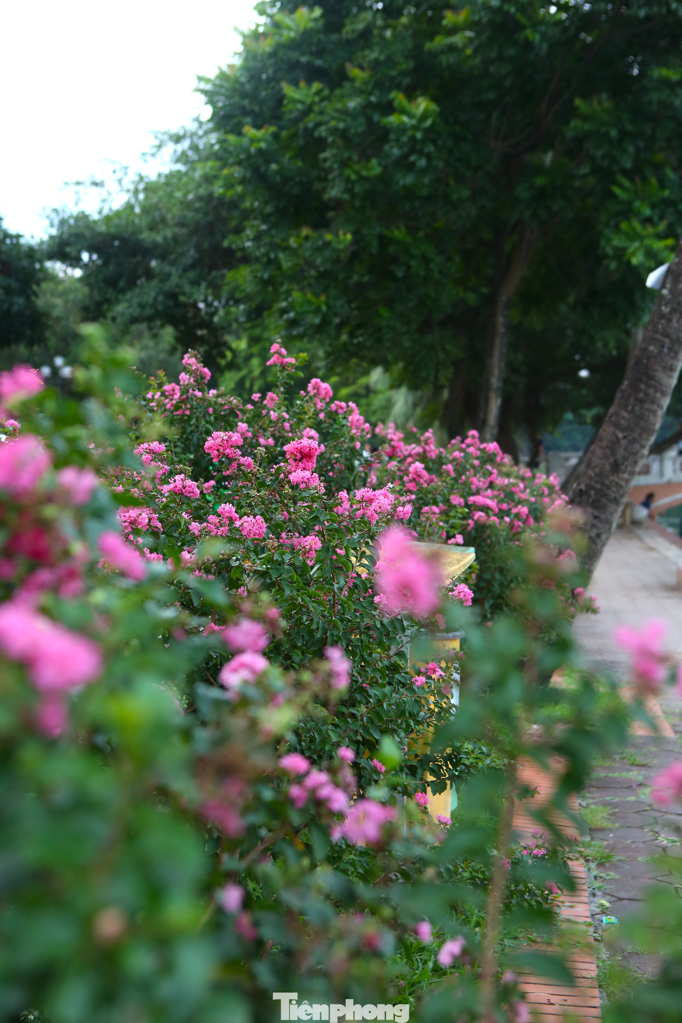 Hoa tường vi còn được gọi là hoa tử vi, bách nhật hồng, là cây thân gỗ thuộc họ bằng lăng. Hoa có nguồn gốc từ Trung Quốc nhưng cũng rất phổ biến ở các nước Đông Á khác như Nhật Bản, Hàn Quốc.