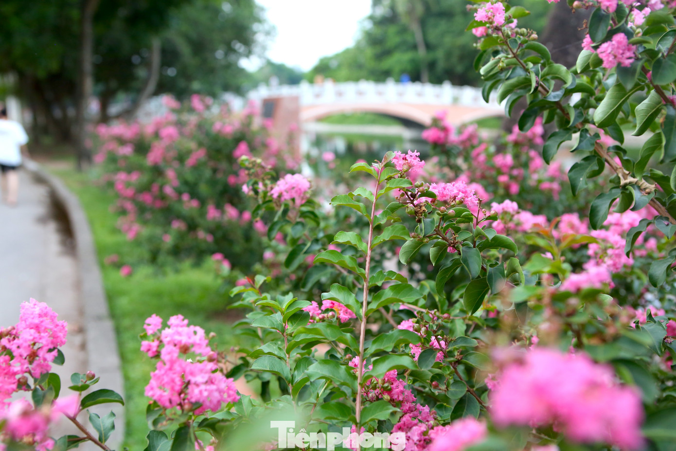 Những ngày này, con đường hoa tường vi nằm trong công viên Thống Nhất là một trong những điểm đến được nhiều người dân yêu thích.