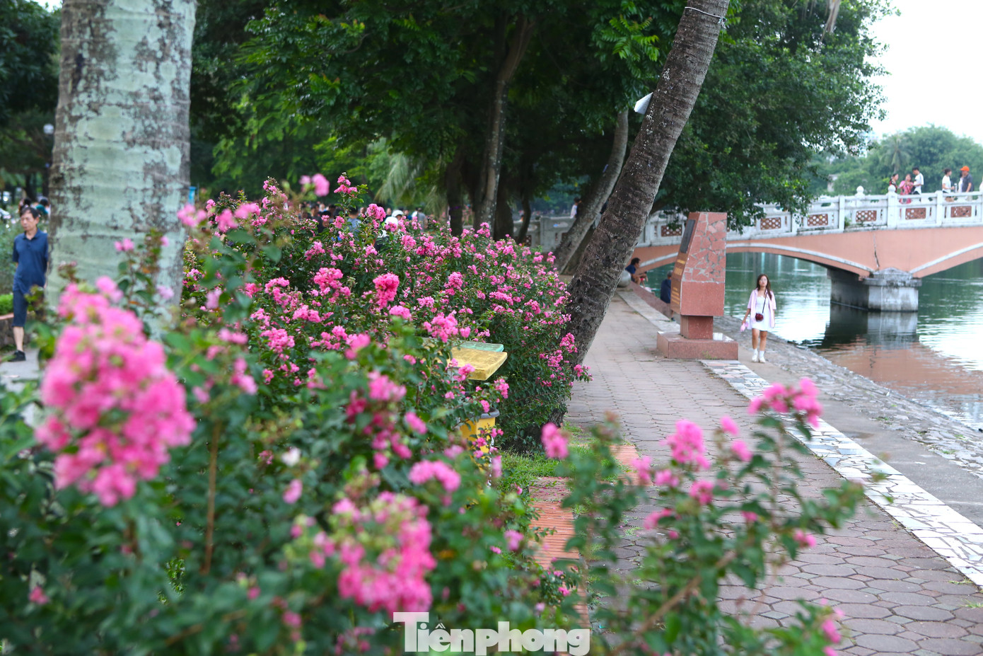 Tại đây, con đường hoa tường vi đang độ bung nở rực rỡ khoe sắc lung linh trong lòng Thủ đô.