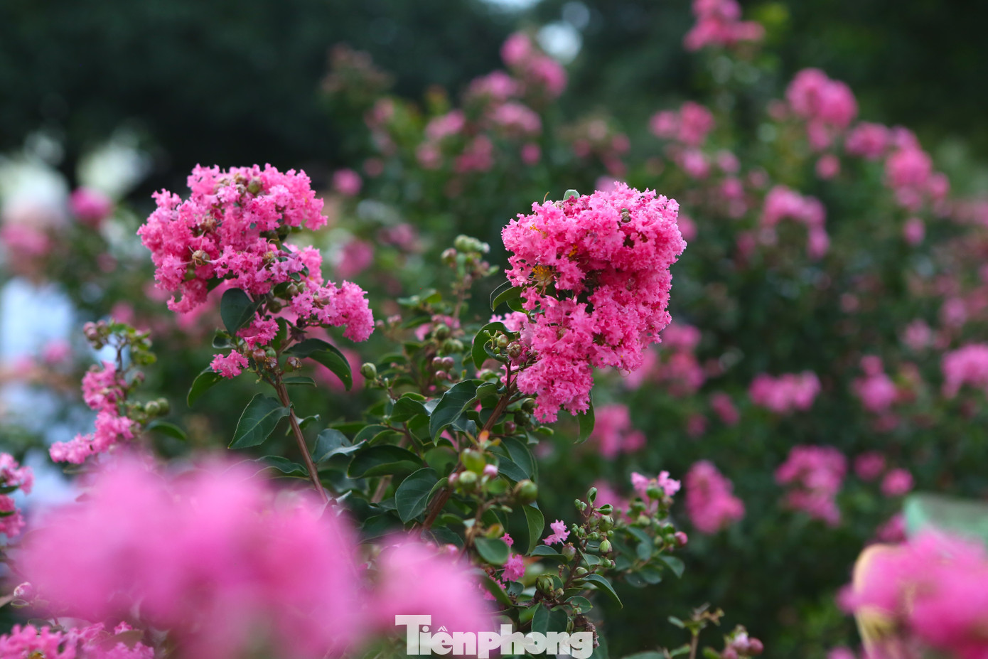 Mùa hoa sẽ kéo dài đến hết tháng 9 nhưng nhiều người đánh giá đây là thời điểm đẹp nhất trong năm nếu muốn chụp ảnh cùng loài hoa này.