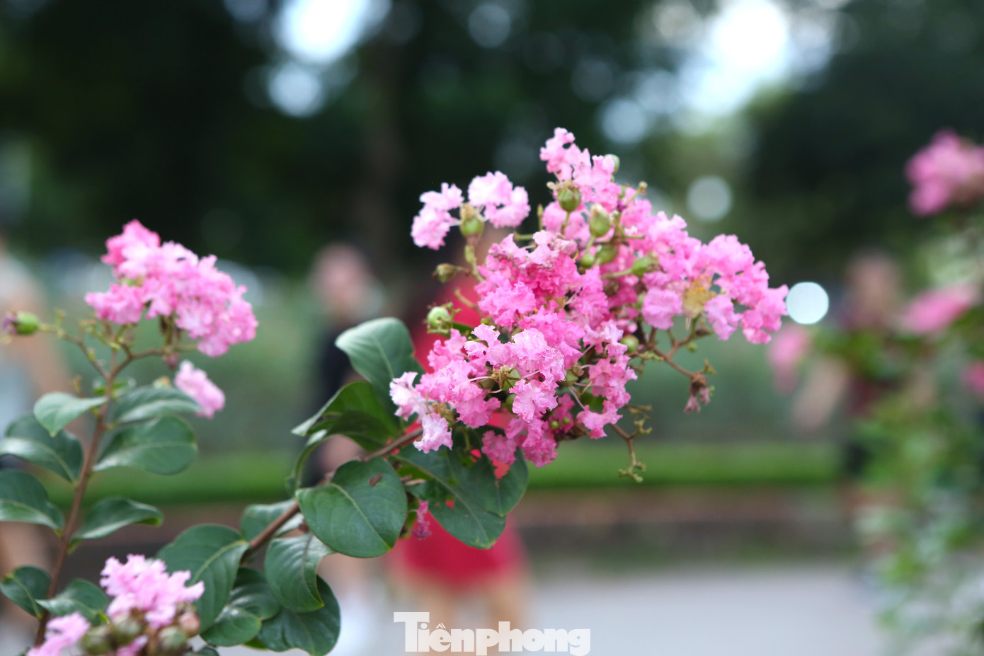 Phó Giám đốc Công ty TNHH một thành viên Công viên Thống Nhất Ma Kiên Hán chia sẻ: "Với tổng số 600 khóm với ba chủng loại là đỏ, hồng và phớt hồng, toàn bộ số hoa tường vi được trồng tạo được con đường hoa xung quanh hồ Bảy Mẫu. Thời gian tới Công ty sẽ nghiên cứu nhân rộng mô hình này trong công viên để tiến tới xây dựng công viên Thống Nhất có sự khác biệt, mùa nào cũng có hoa, khắc phục được tính mùa vụ của cây".