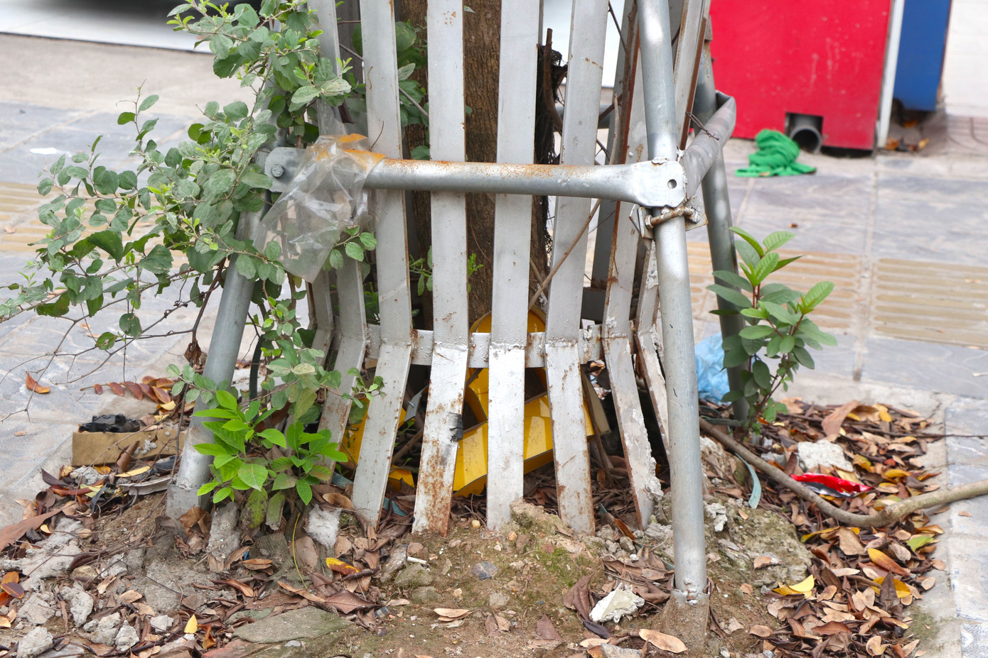 Những gốc cây bọc sắt với đầy cỏ dại và rác thải.