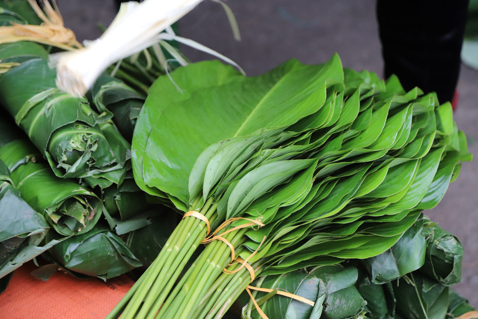 Lá dong được nhập từ nhiều nơi, nhiều nhất là nhập từ các tỉnh phía Tây Bắc, kích cỡ đủ loại từ nhỏ đến lớn nhằm đáp ứng nhu cầu khác nhau của khách hàng.