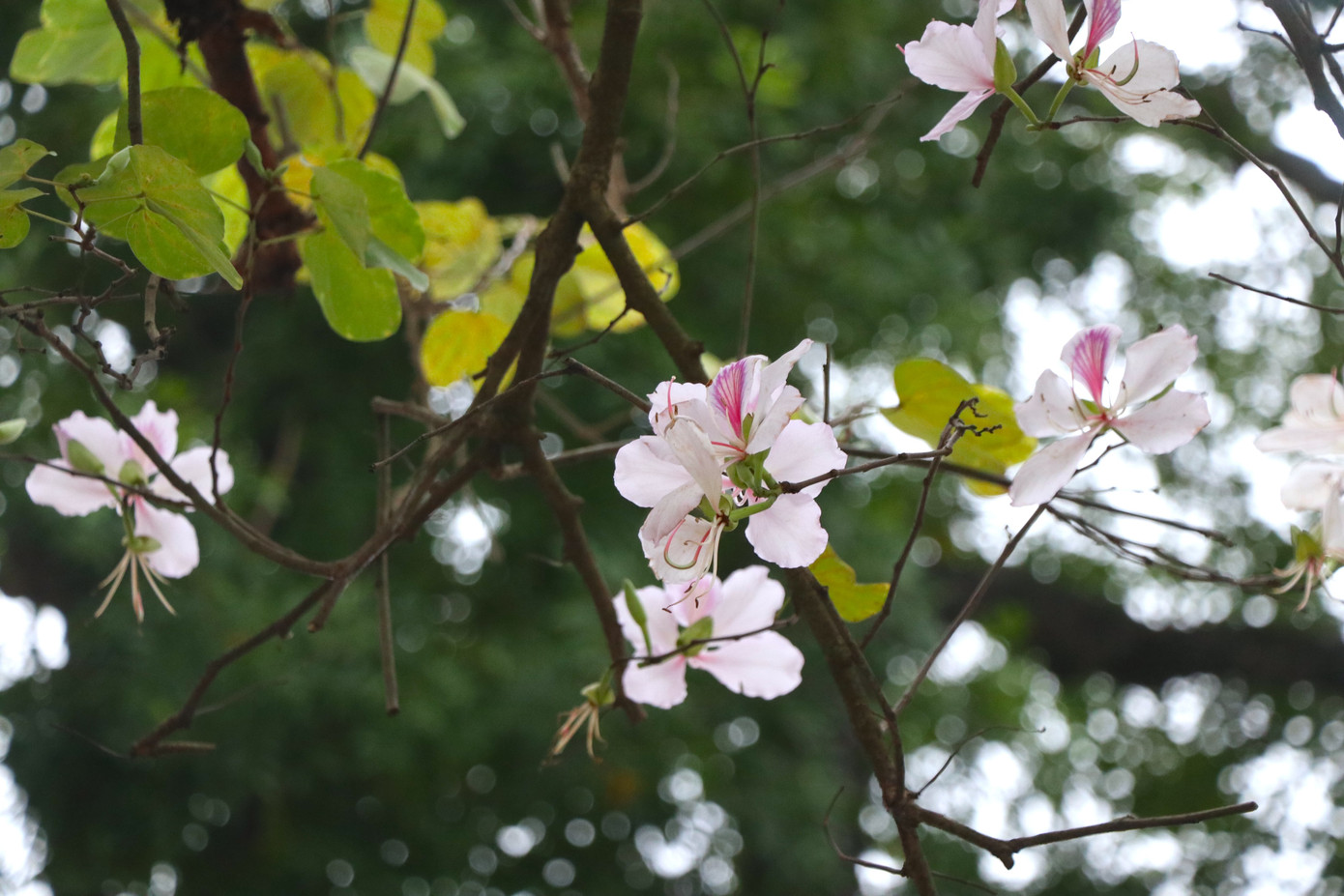 Theo quan điểm của người Thái vùng Tây Bắc hoa ban tím không chỉ tượng trưng cho tình yêu mà còn biểu tượng cho lòng hiếu thảo và biết ơn. Theo quan điểm của người Thái vùng Tây Bắc hoa ban tím không chỉ tượng trưng cho tình yêu mà còn biểu tượng cho lòng hiếu thảo và biết ơn.