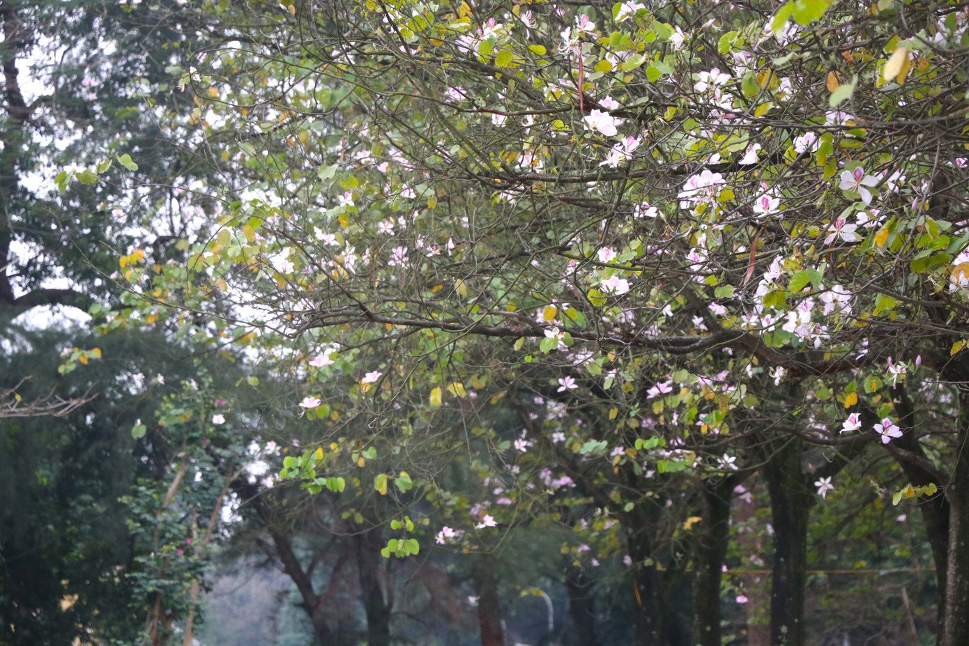 Hoa ban thường nở kéo dài khoảng một tháng. Hoa ban thường nở kéo dài khoảng một tháng.