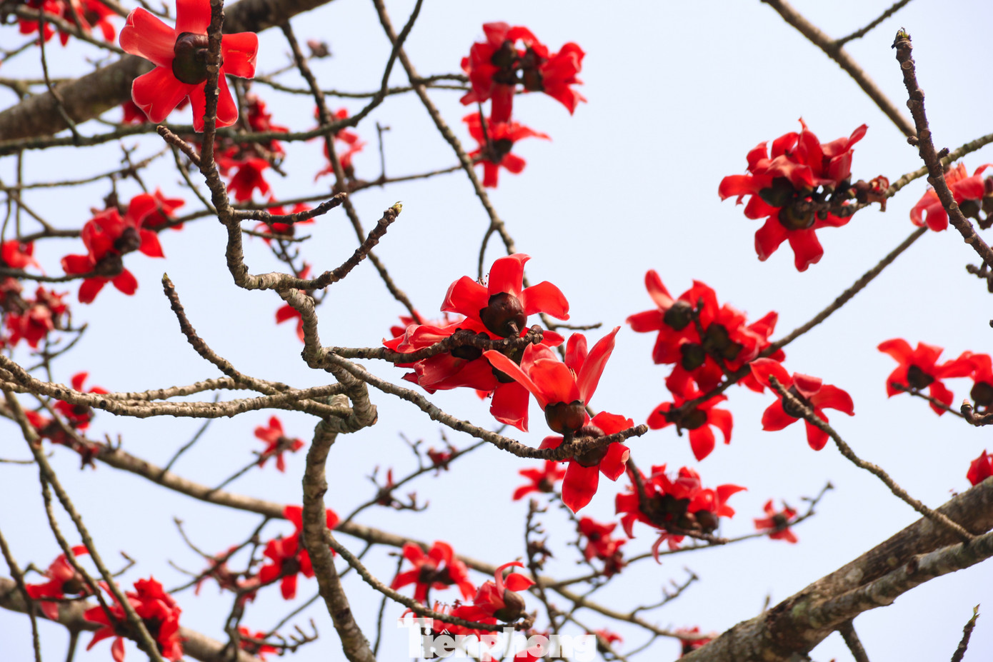 Không ai rõ cây hoa gạo có trên đất Hà Giang từ khi nào và đồng bào vẫn gọi loài cây này bằng một cái tên rất đậm chất núi rừng, hoa mộc miên. Thời điểm cuối tháng 2, khi những cây đào muộn bắt đầu tàn thì hoa gạo sẽ bung nở. Đặc trưng của loài cây này khi lá rụng hết chỉ còn những cành cây khẳng khiu trơ trụi thì hoa mới bắt đầu nở.