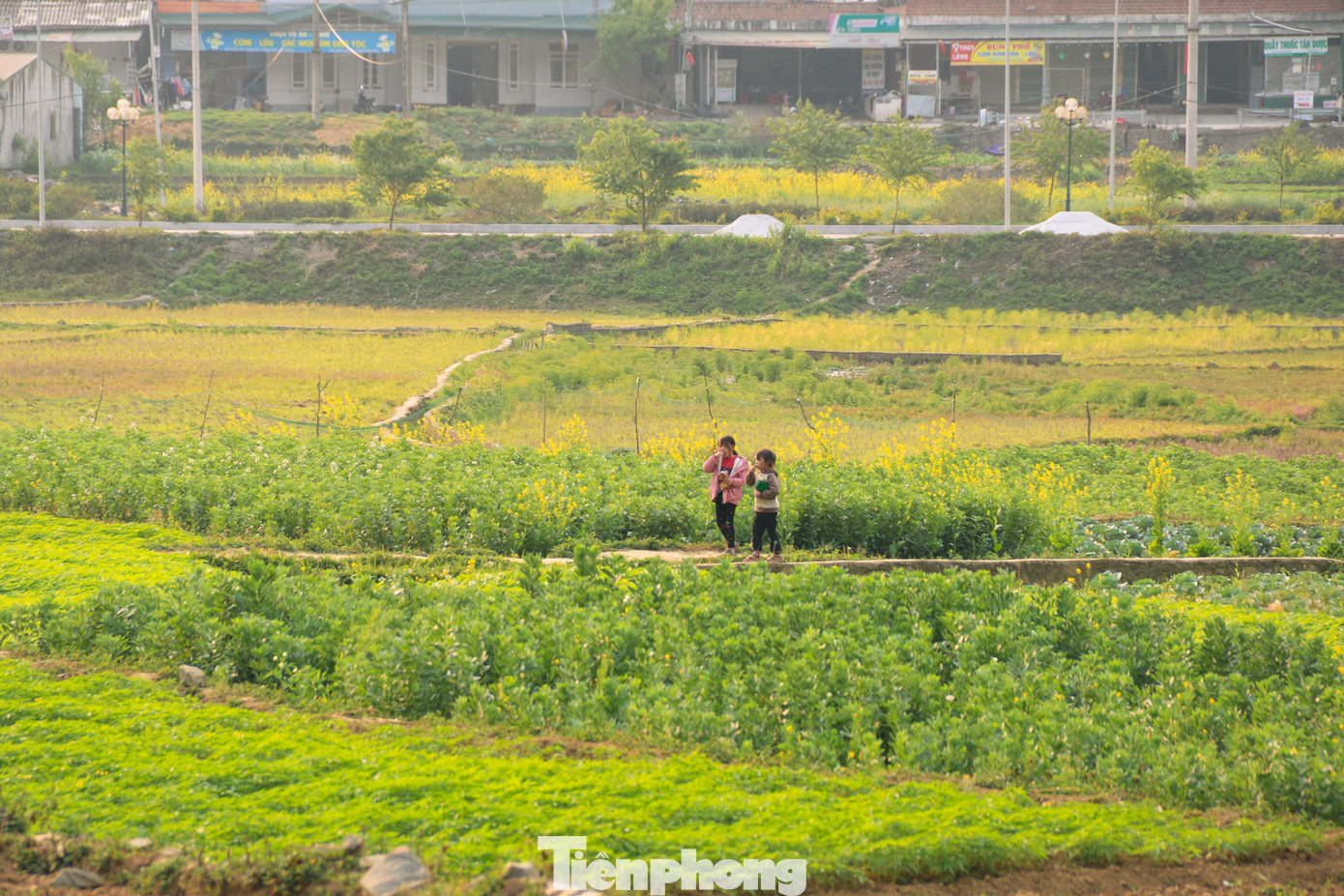 Cảnh đẹp ở Lô Lô Chải còn được tạo nên bởi các mùa hoa quanh năm như Hoa Đào, Mận, Lê, Cải, Tam giác mạch, cúc dại và các loại hoa cảnh quan khác. Cảnh đẹp ở Lô Lô Chải còn được tạo nên bởi các mùa hoa quanh năm như Hoa Đào, Mận, Lê, Cải, Tam giác mạch, cúc dại và các loại hoa cảnh quan khác.