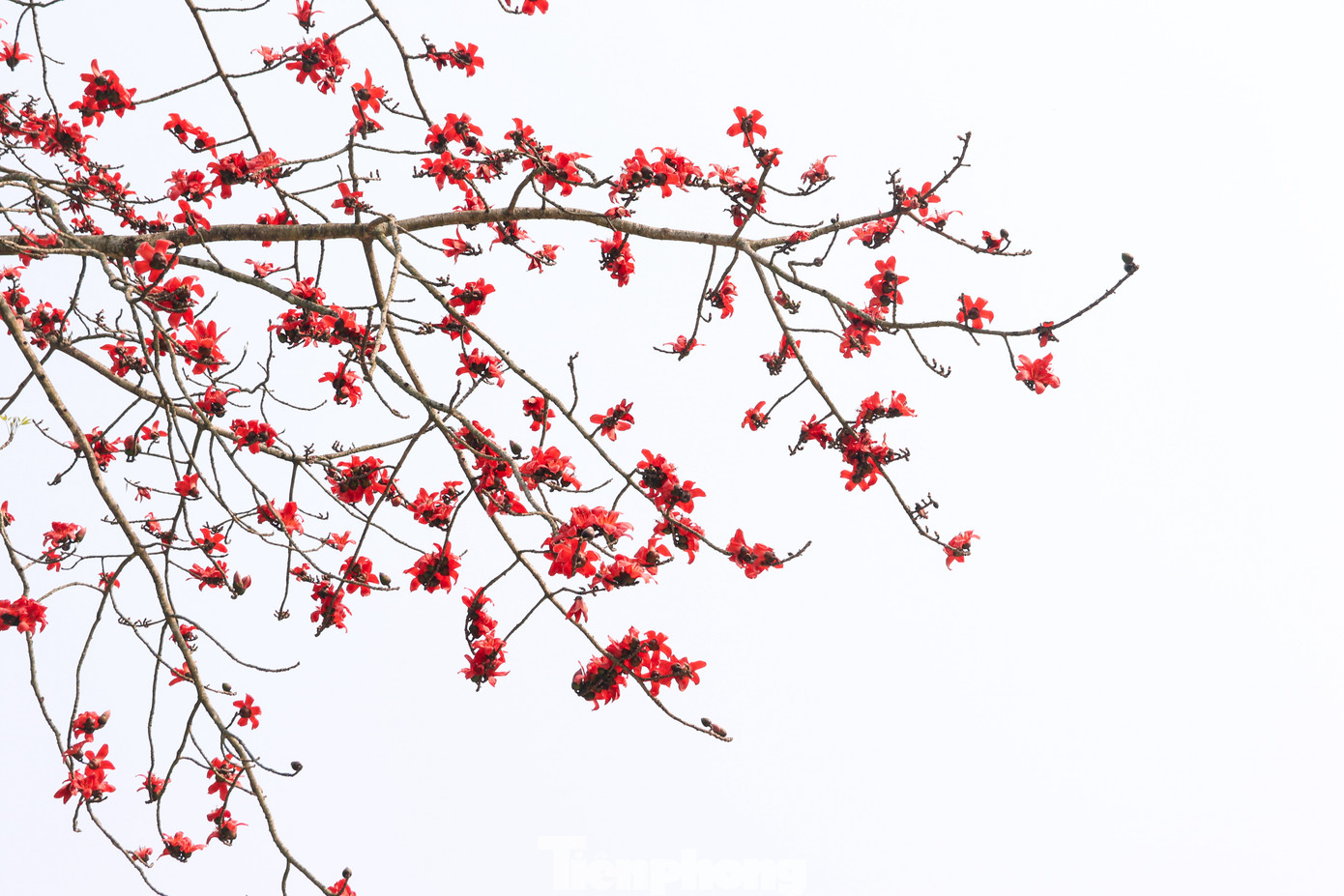 Hình ảnh hoa gạo Hà Giang mọc trên những triền đá cheo leo còn tượng trưng cho sức sống mạnh mẽ và ý chí kiên cường của người dân miền sơn cước. Không gian hoang sơ của núi rừng xuất hiện những chùm hoa gạo tán sắc rực rỡ, lãng mạn.