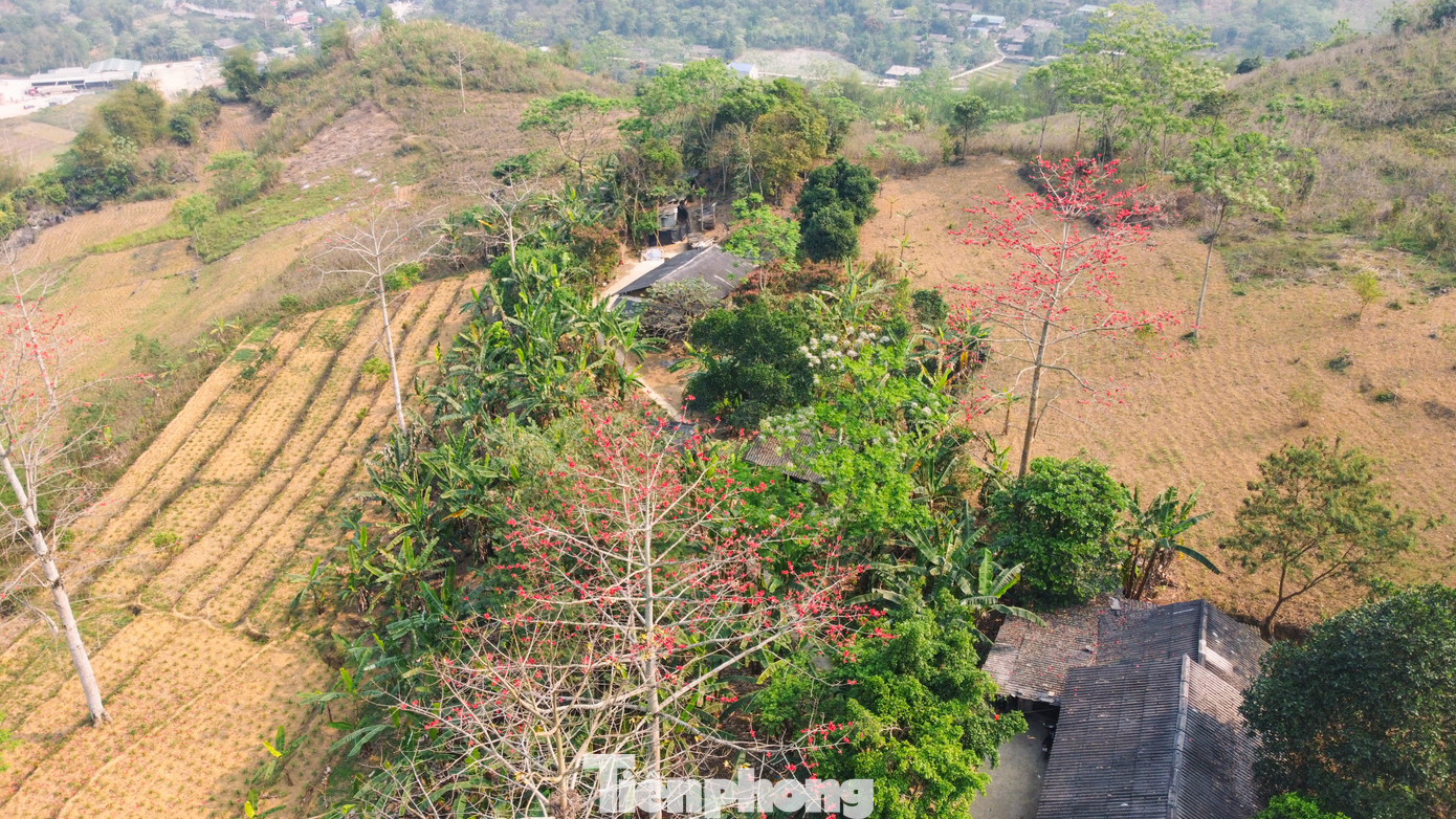 Loài cây này còn được thấy trên các triền núi, nương ngô của đồng bào dân tộc. Chúng mọc xen lẫn núi đá, rễ bám đá mà mạnh mẽ vươn lên.
