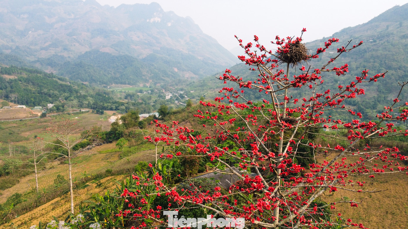 Một cây gạo bên con đường từ Mèo Vạc về Yên Minh (Hà Giang) được chim muông chọn làm nơi làm tổ.