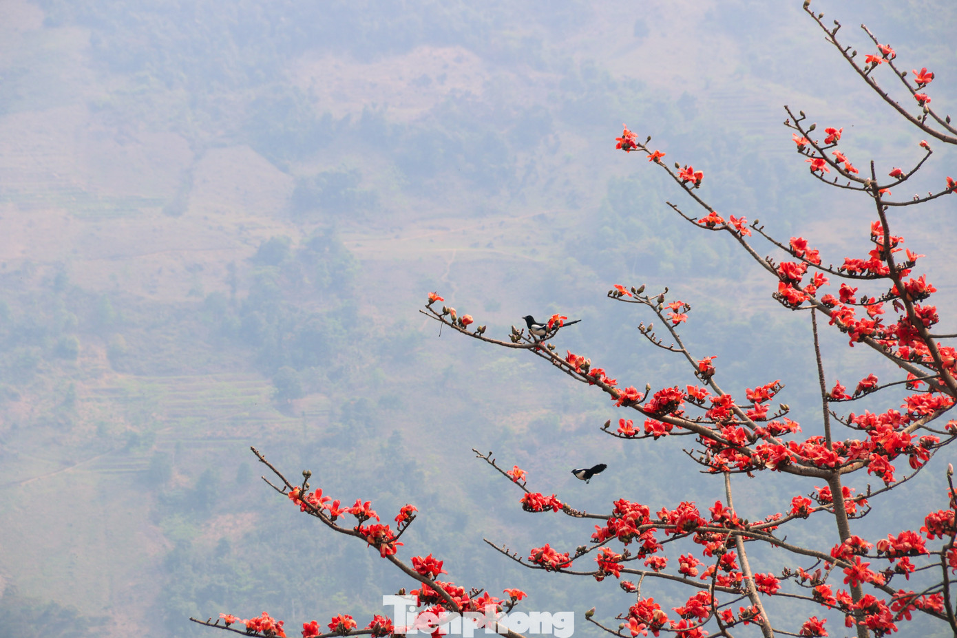 Cảnh sắc nên thơ của hoa cỏ, chim muông giữa núi rừng Tây Bắc.