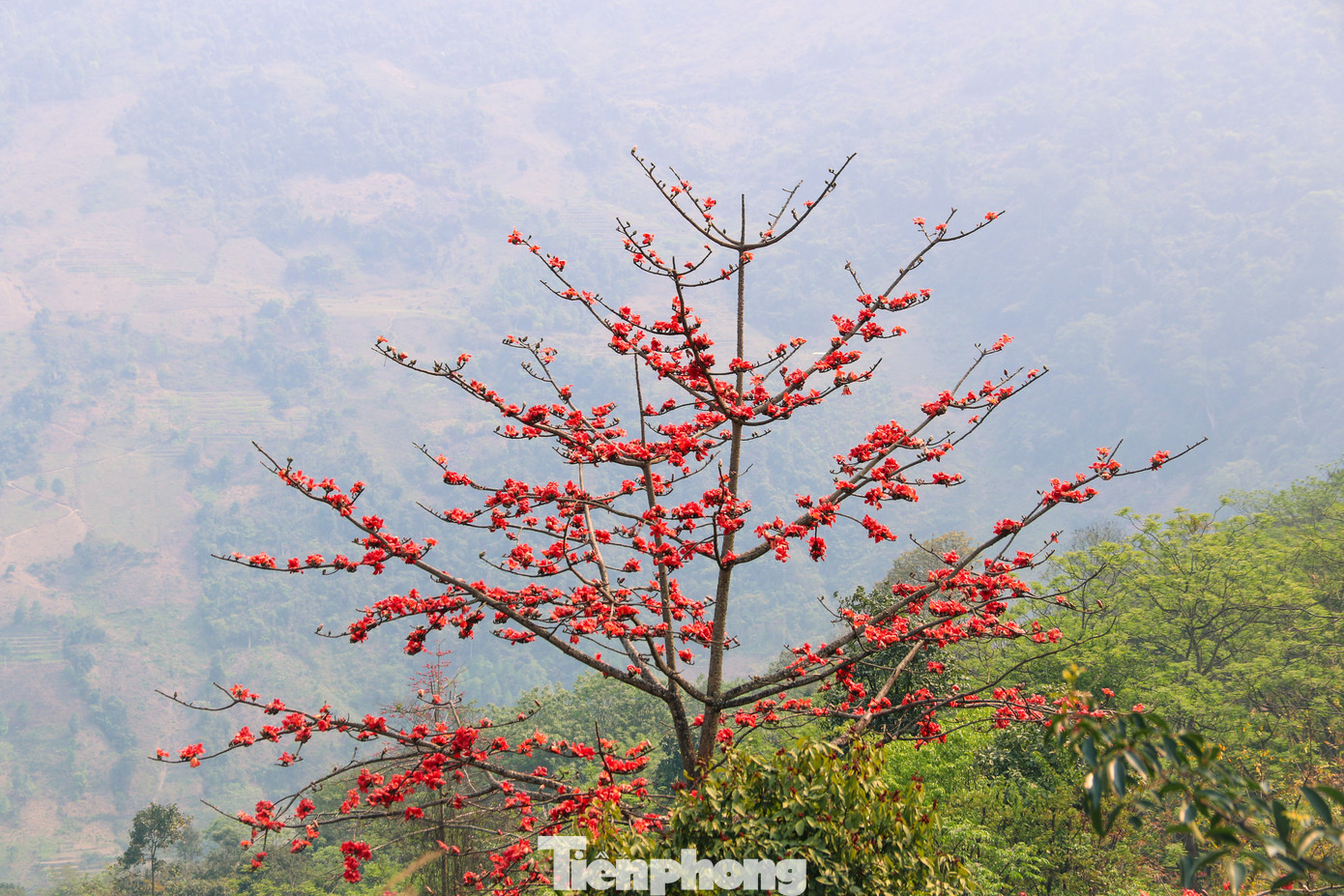 Trên cành cây gạo khẳng khiu, trơ trụi lá xuất hiện những nụ hoa chúm chím bung nở nhuộm đỏ một góc trời. Hoa gạo còn có tên gọi khác là mộc miên hay pơ lang theo cách gọi của người dân vùng cao.