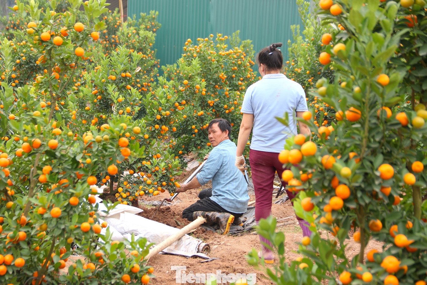 Theo các chủ vườn chia sẻ, quất năm nay chất lượng cũng như kiểu dáng có phần đẹp hơn so với các năm trước. Thời điểm cận Tết, số lượng khách tới tham quan, chọn mua rất đông. Sau khi chọn mua, khách có thể gửi nhà vườn chăm sóc, sát ngày quay lại vườn để nhận cây về.