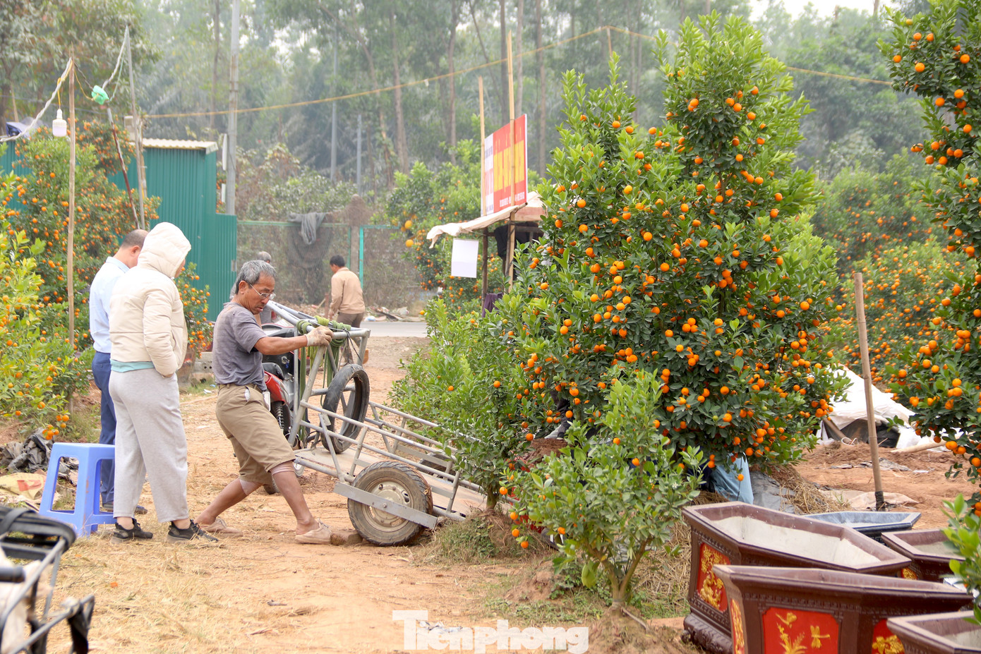 Thời điểm này, các nhà vườn quất cảnh tại đây đang tất bật đón khách tới tham quan và mua sắm.