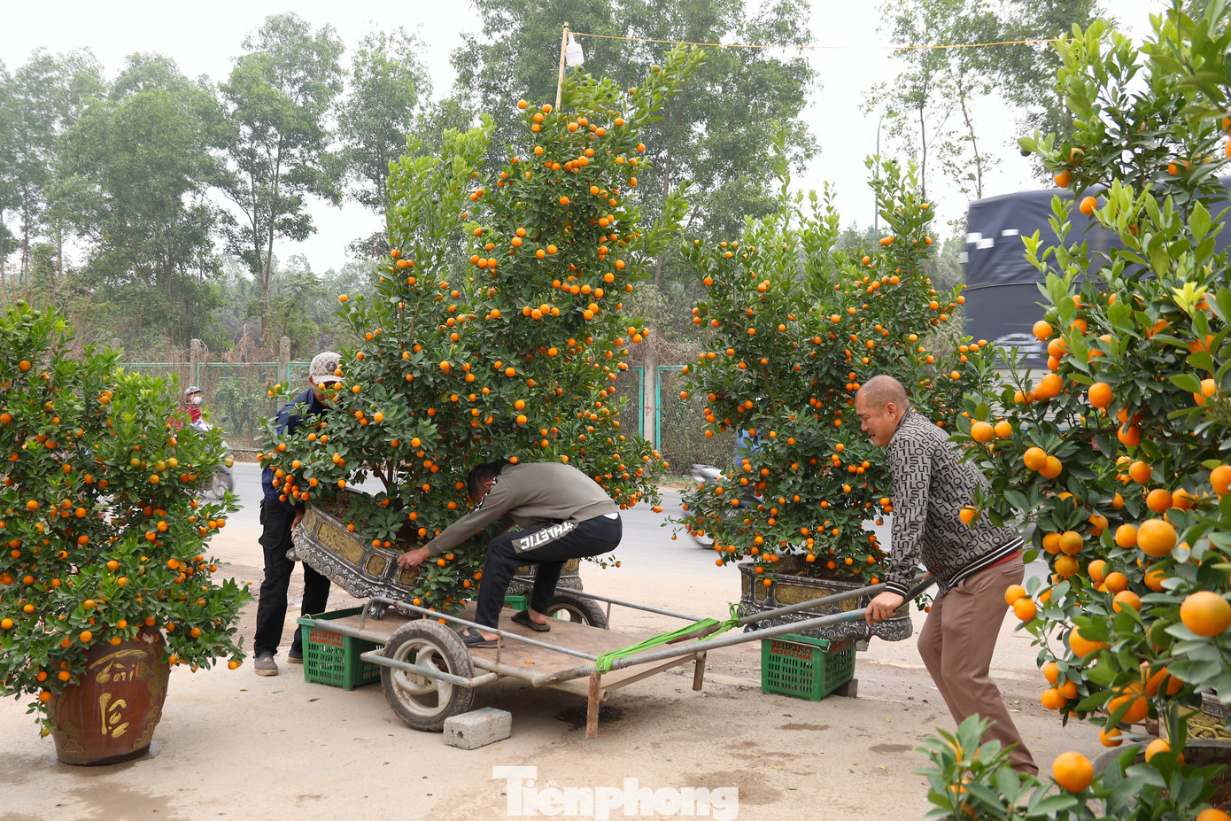 Những vườn quất tại Hoài Đức đã nặng trĩu quả.
