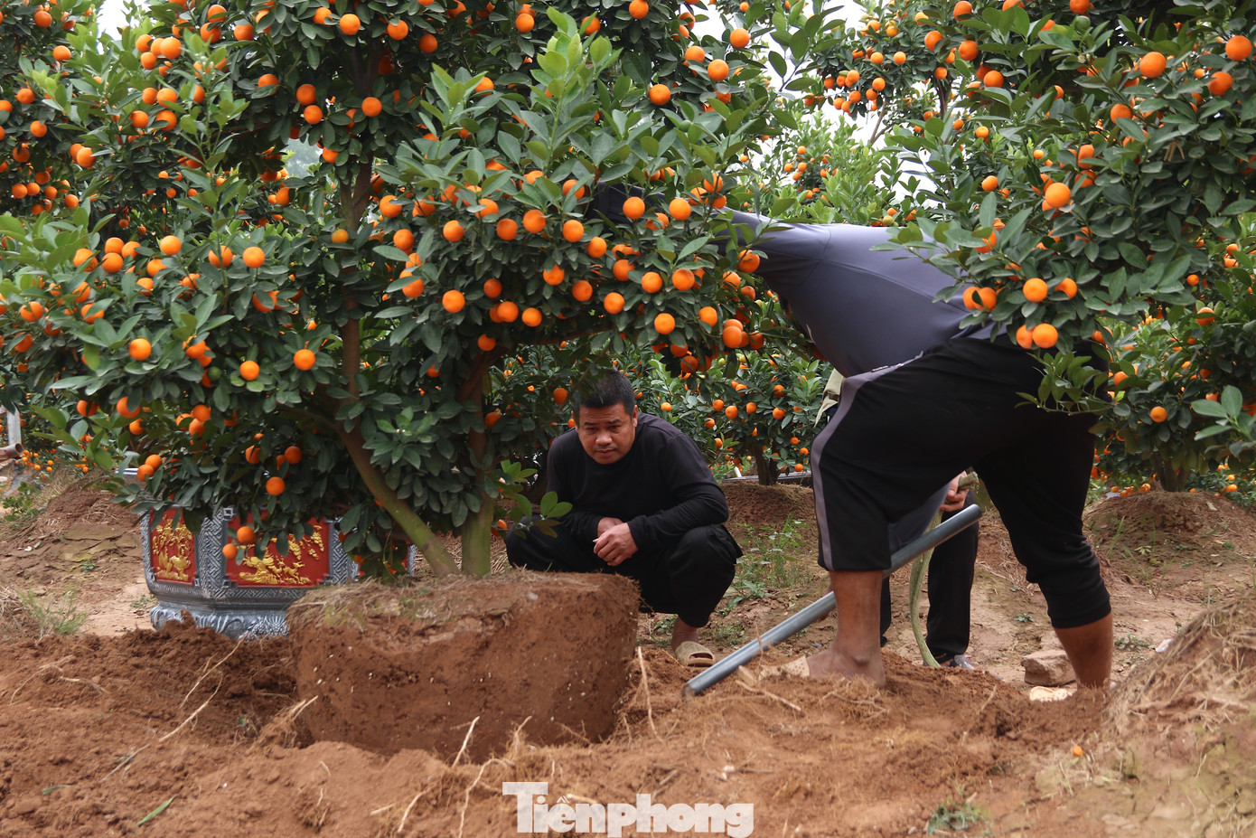 Nhiều khách mua lẻ tới tận nhà vườn để chọn cho gia đình cây ưng ý.