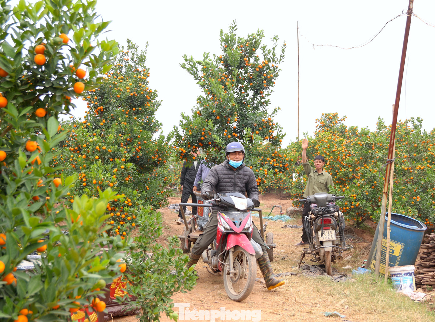 So với năm ngoái, giá quất năm nay tăng khoảng 5-10%, nhiều nhà vườn có doanh thu ước tính khoảng 2 tỷ đồng.