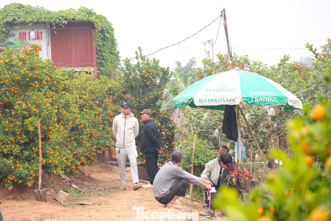 Do nhiều nhà vườn quất cảnh tại miền Bắc bị thiệt hại, mất mùa nên các thương lái đã tìm về mua sớm để gom hàng.