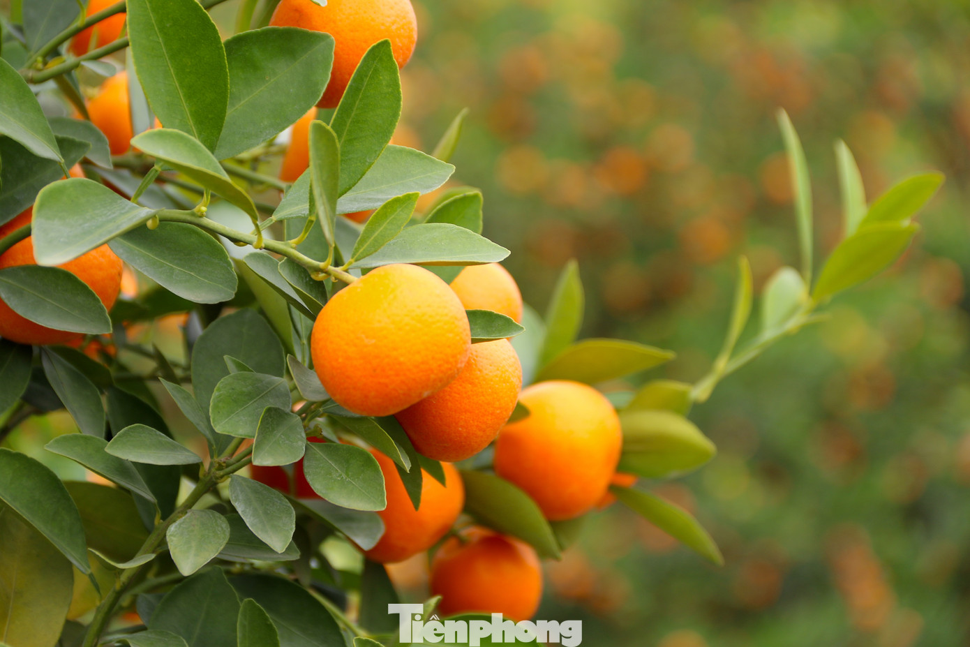 Theo người dân địa phương, quất Tết năm nay quả to tròn và đẹp đều dù thời tiết không mấy thuận lợi.