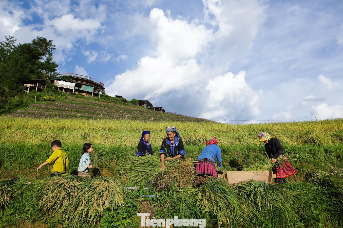 Chỉ còn ít ngày nữa, mùa vàng tại Mù Cang Chải, Yên Bái sẽ kết thúc. Những ruộng bậc thang lúa đã chín vàng, ở nhiều nơi, người dân đã thu hoạch lúa chín. Chỉ còn ít ngày nữa, mùa vàng tại Mù Cang Chải, Yên Bái sẽ kết thúc. Những ruộng bậc thang lúa đã chín vàng, ở nhiều nơi, người dân đã thu hoạch lúa chín.