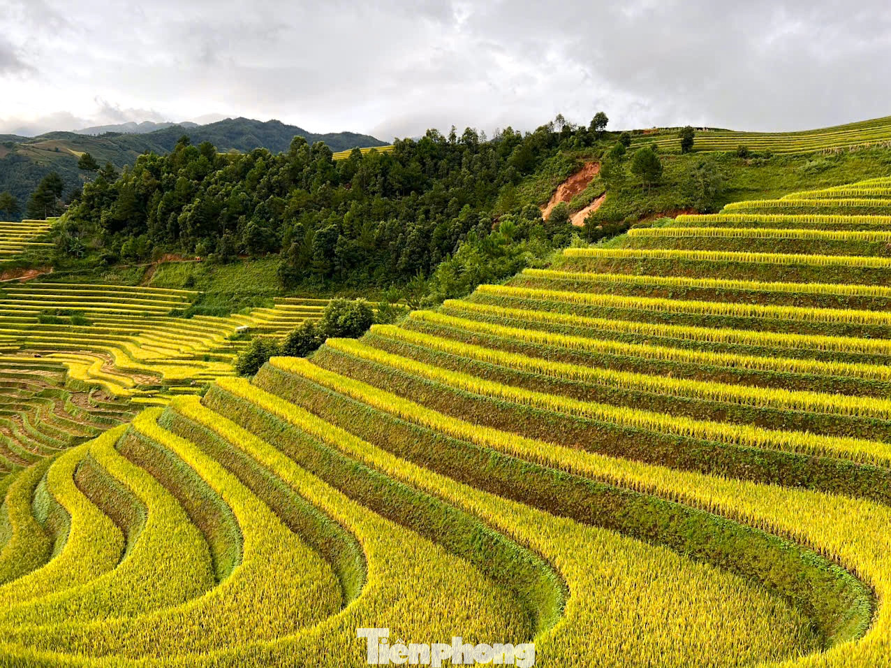 Theo nhiều đơn vị lưu trú, lữ hành, dịch vụ tại Mù Cang Chải, đợt mưa lũ vừa qua khiến đa số các đơn vị tại địa phương bị ảnh hưởng lớn về lượng khách và doanh thu. Ngoài các khu lưu trú, dịch vụ dù lượn vốn nổi tiếng tại đây cũng có tình trạng sụt giảm khách so với các năm trước, số lượng người huỷ phòng, huỷ vé cũng tăng đột biến. Một số homestay tại Mù Cang Chải cho biết, hiện tại đang vào cao điểm du lịch mùa lúa chín nhưng có những nơi lượng khách sụt giảm mạnh lên tới 60%. Mặc dù đường đi và cảnh quan không bị ảnh hưởng nhiều do mưa lũ nhưng nhiều khách du lịch có tâm lý e sợ khiến số lượng khách huỷ phòng khá nhiều. Theo nhiều đơn vị lưu trú, lữ hành, dịch vụ tại Mù Cang Chải, đợt mưa lũ vừa qua khiến đa số các đơn vị tại địa phương bị ảnh hưởng lớn về lượng khách và doanh thu. Ngoài các khu lưu trú, dịch vụ dù lượn vốn nổi tiếng tại đây cũng có tình trạng sụt giảm khách so với các năm trước, số lượng người huỷ phòng, huỷ vé cũng tăng đột biến. Một số homestay tại Mù Cang Chải cho biết, hiện tại đang vào cao điểm du lịch mùa lúa chín nhưng có những nơi lượng khách sụt giảm mạnh lên tới 60%. Mặc dù đường đi và cảnh quan không bị ảnh hưởng nhiều do mưa lũ nhưng nhiều khách du lịch có tâm lý e sợ khiến số lượng khách huỷ phòng khá nhiều.