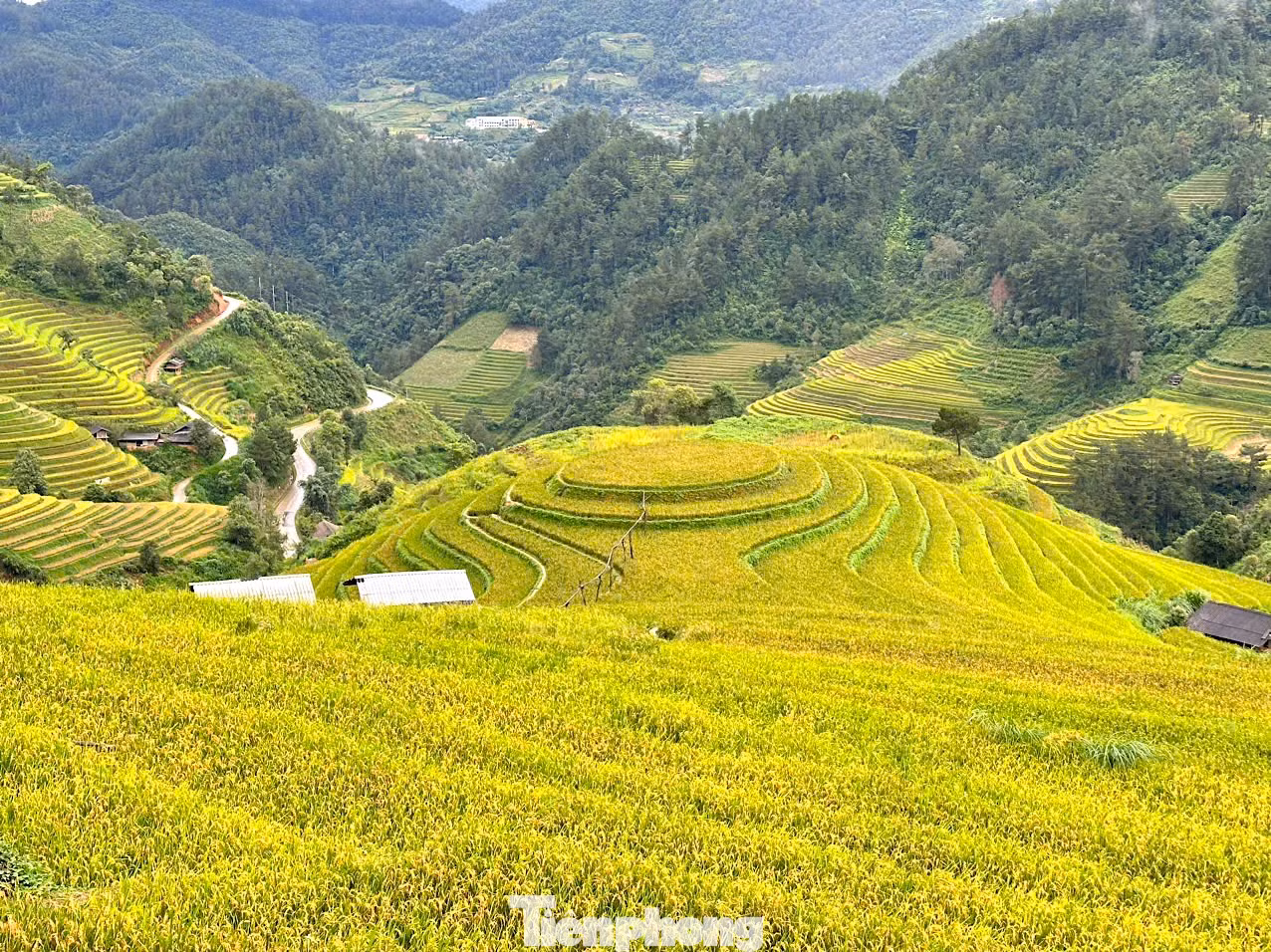 Đồi Mâm Xôi ở La Pán Tẩn, cách trung tâm huyện Mù Cang Chải khoảng 8km là điểm đến nổi tiếng cho du khách khi đến Yên Bái ngắm cảnh mùa vàng.