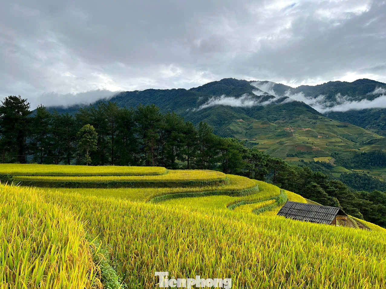 Năm 2019, danh thắng ruộng bậc thang Mù Cang Chải đã được xếp hạng là Di tích quốc gia đặc biệt. Hàng năm, rất đông du khách lựa chọn tới đây du lịch để trải nghiệm mùa vàng trên các ruộng bậc thang. Năm 2019, danh thắng ruộng bậc thang Mù Cang Chải đã được xếp hạng là Di tích quốc gia đặc biệt. Hàng năm, rất đông du khách lựa chọn tới đây du lịch để trải nghiệm mùa vàng trên các ruộng bậc thang.