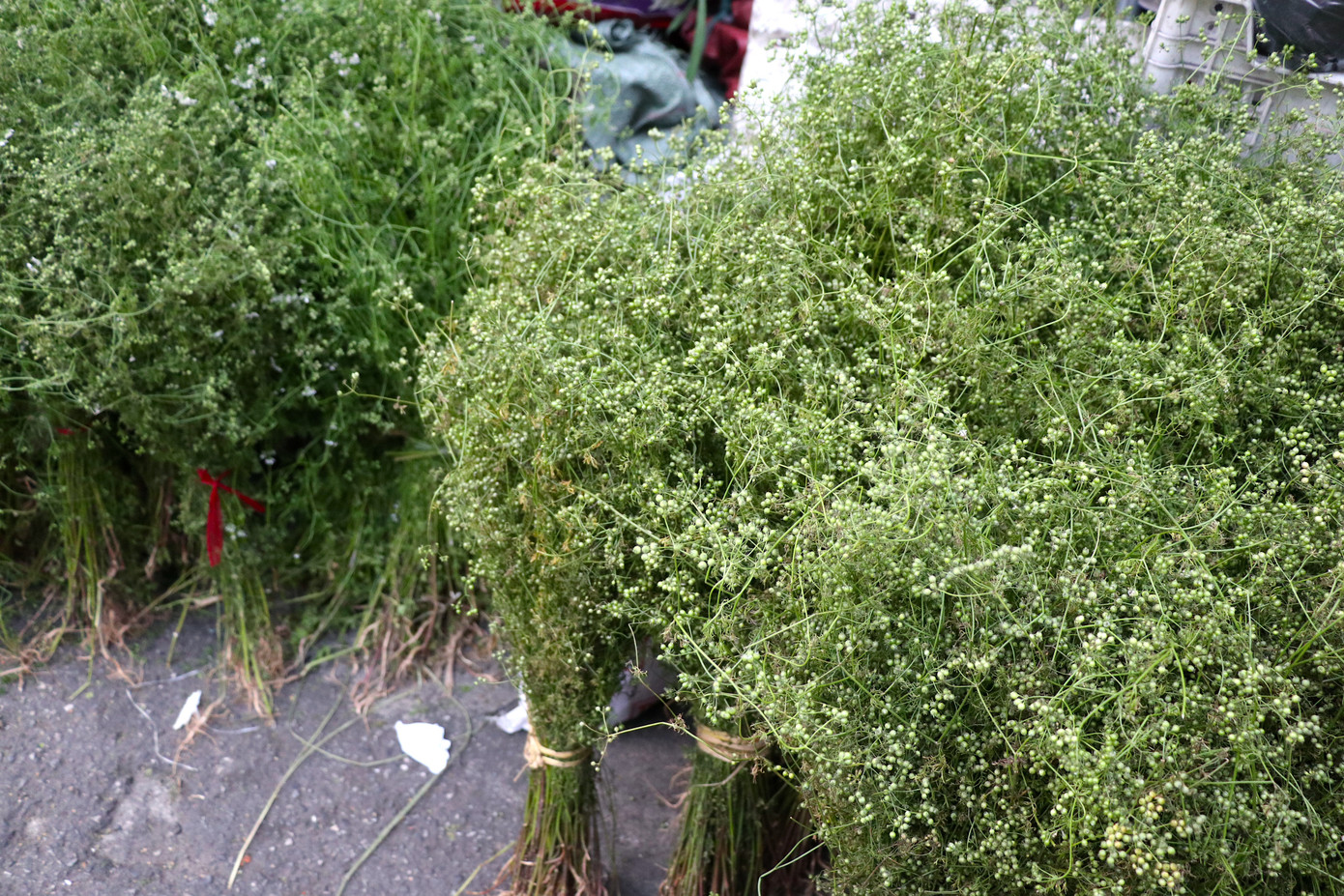 Theo quan niệm dân gian, tắm nước lá mùi già trong ngày cuối năm sẽ tạo thêm sự thanh sạch. Theo quan niệm dân gian, tắm nước lá mùi già trong ngày cuối năm sẽ tạo thêm sự thanh sạch.